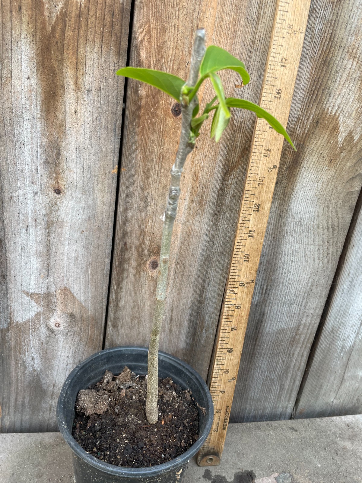 1 Rare Grafted Pineapple Annona Cherimola X A Squannosa Atemoya, Annona Squnnosa