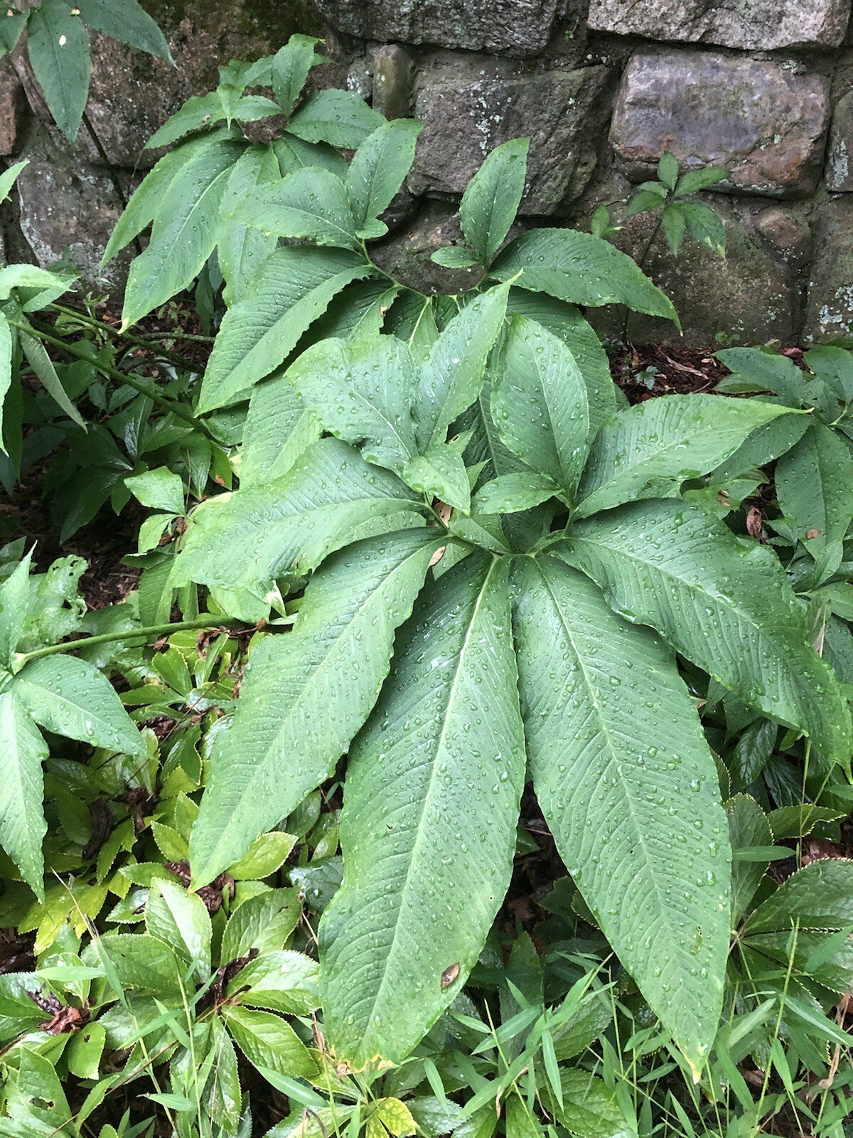 2 SAUROMATUM VENOSUM , Voodoo Lily (Amorphophallus, Arisaema)