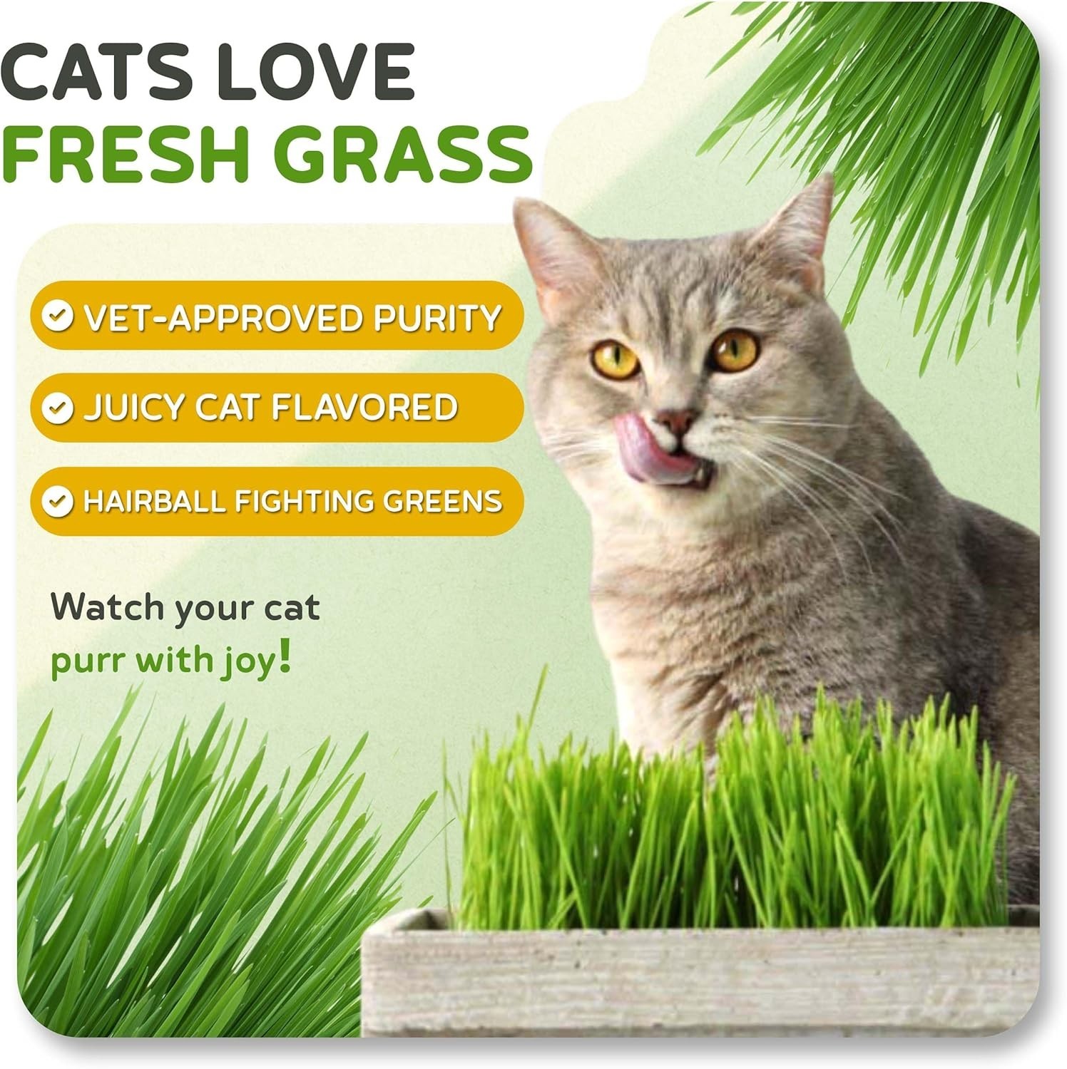 Todds Seeds – Cat Grass for Indoor or Outdoor Cats, 1lb Wheatgrass – Premium,