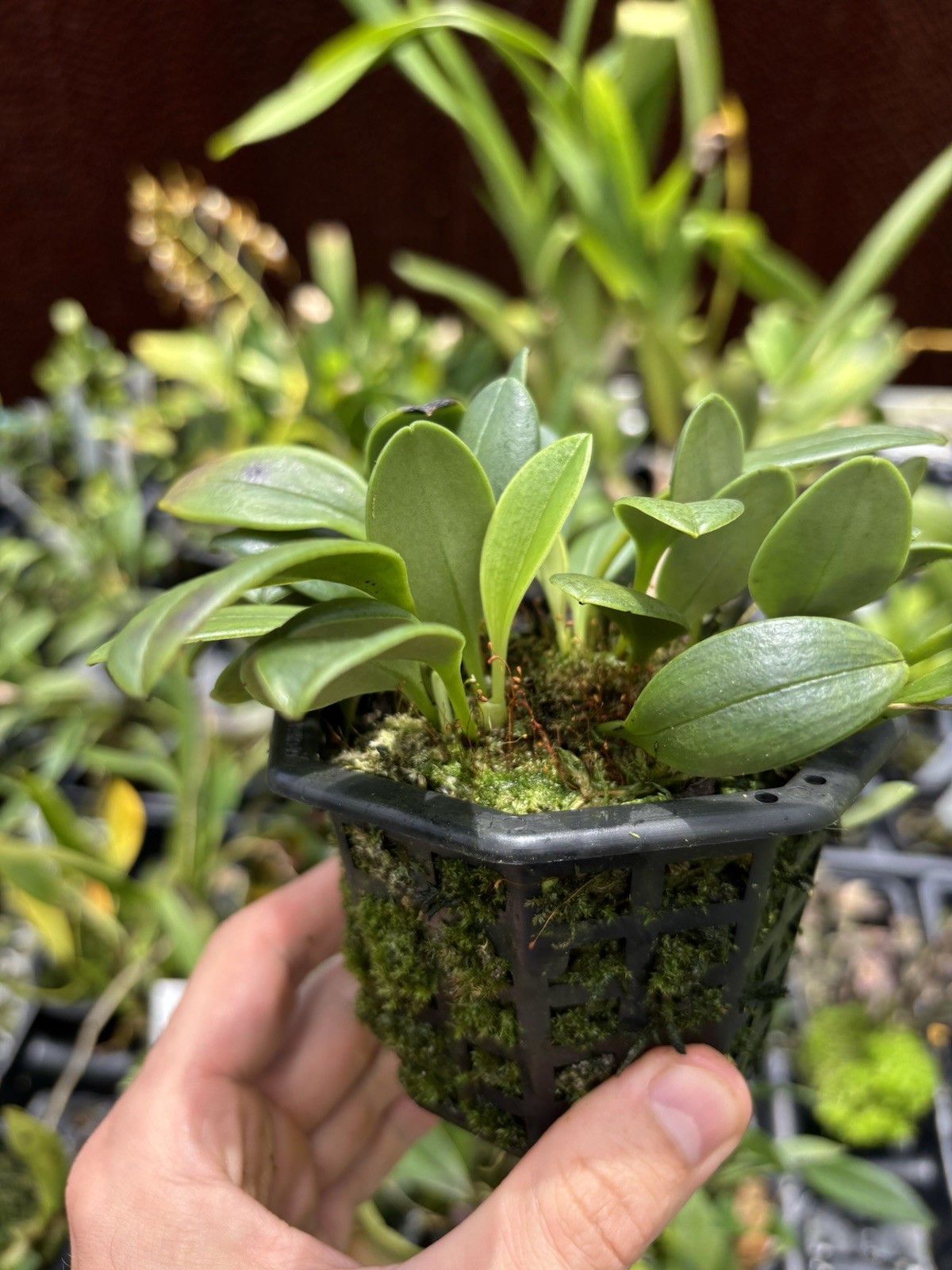 Masdevallia arangoi intermediate Growing Miniature Orchid Species