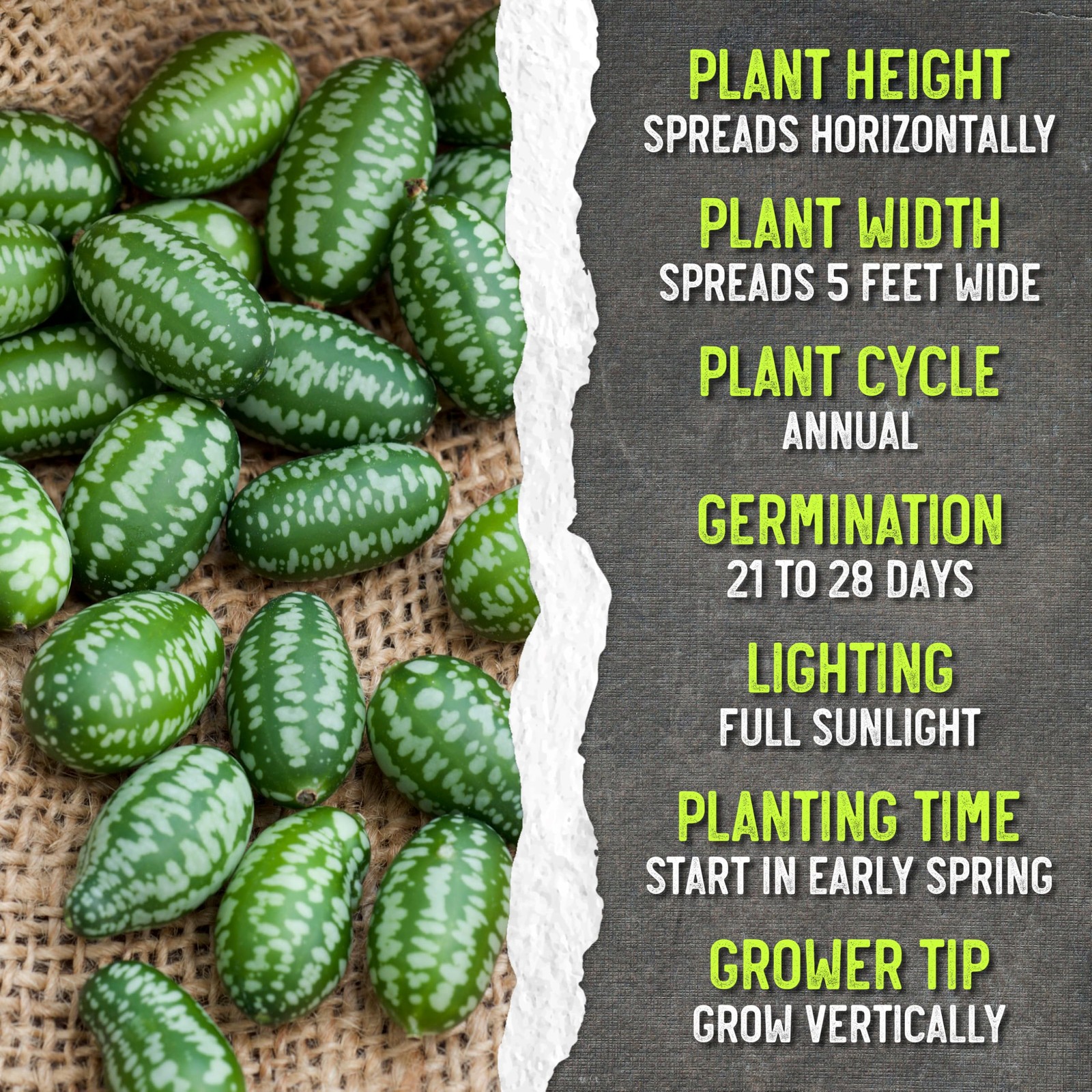 Cucamelon Seeds Grow Mexican Sour Gherkin Miniature Melons NonGMO &
