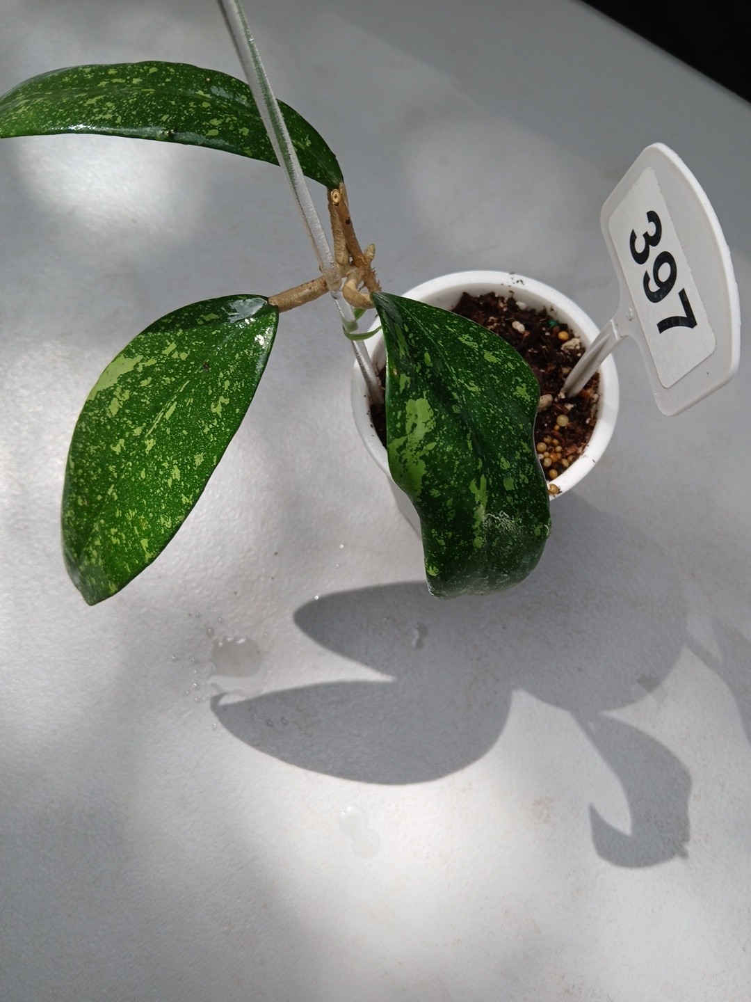 #397- HOYA VIETNAM SPLASH LIVE PLANT, LARGE LEAF,