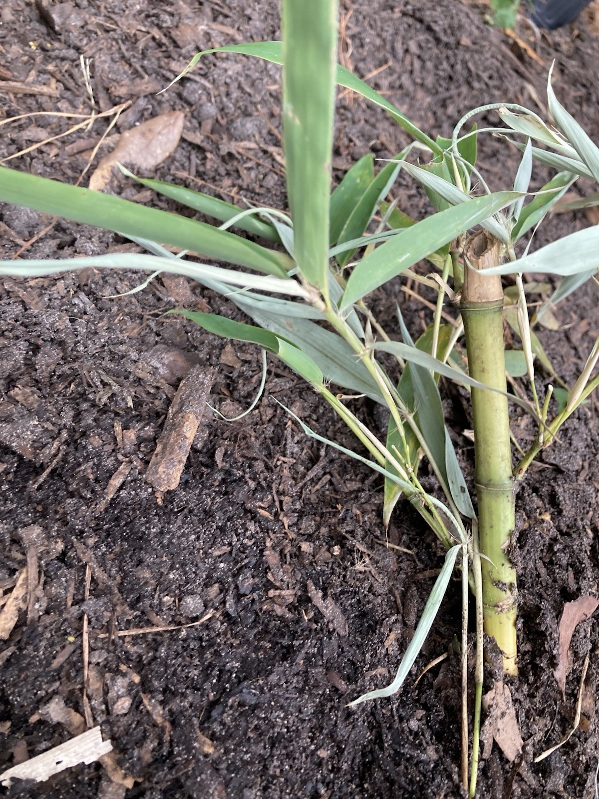 LIVE Phyllostachys vivax rhizomes X15 Chinese timber) FreeShipping4doubleorders