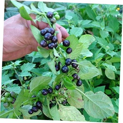 Packet of 30 Seeds – Garden Huckleberry (Solanum melanocerasum)