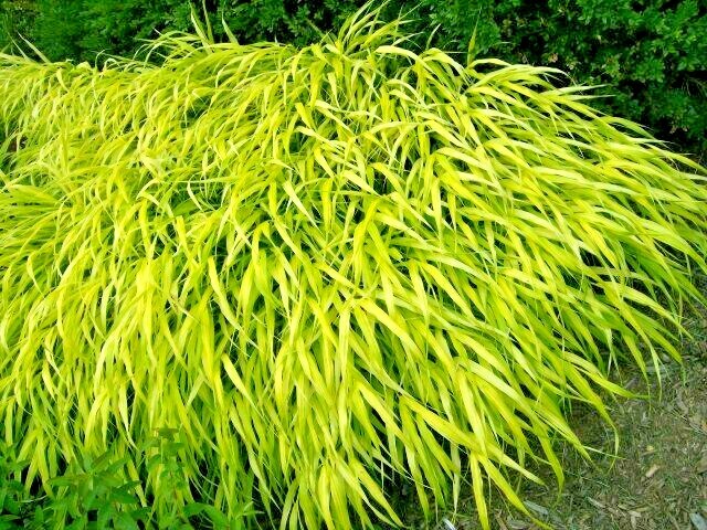 30 ALL GOLD JAPANESE FOREST GRASS SEEDS – Hakonechloa macra ‘ All Gold ‘