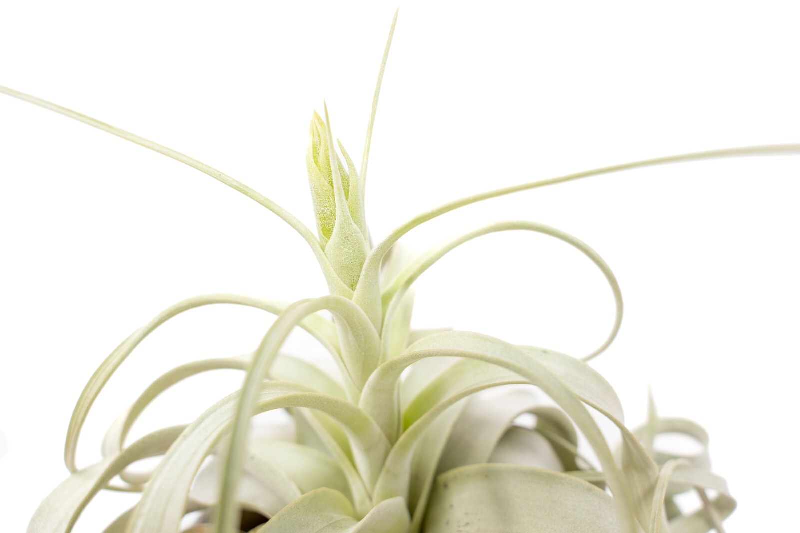 Jumbo Tillandsia Xerographica – Wholesale and Bulk – Easy Indoor/Outdoor Care
