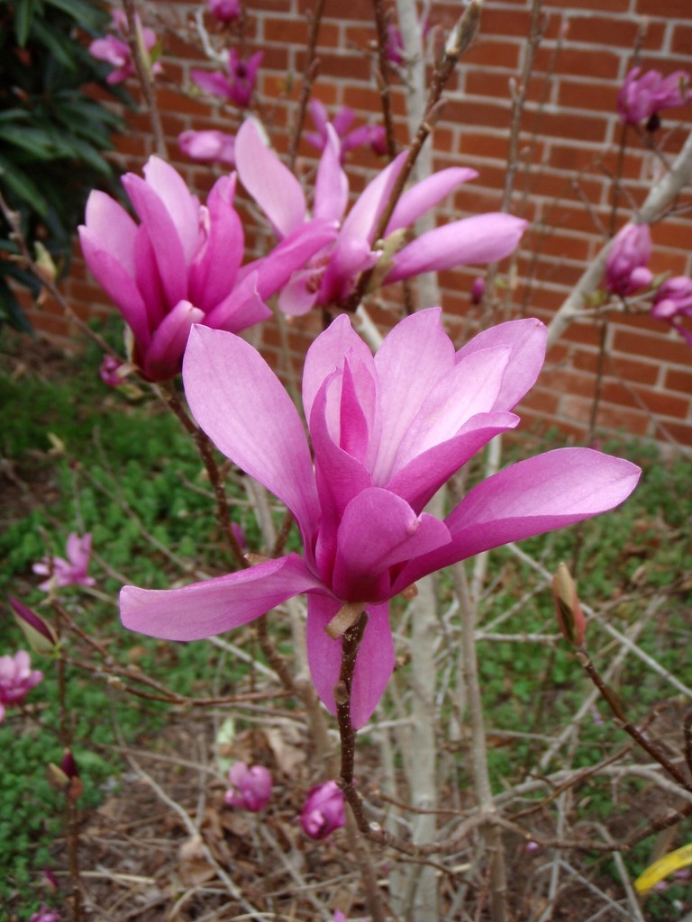 Jane Magnolia – 24 – 30″ Tall – Grown in a Trade One Gallon