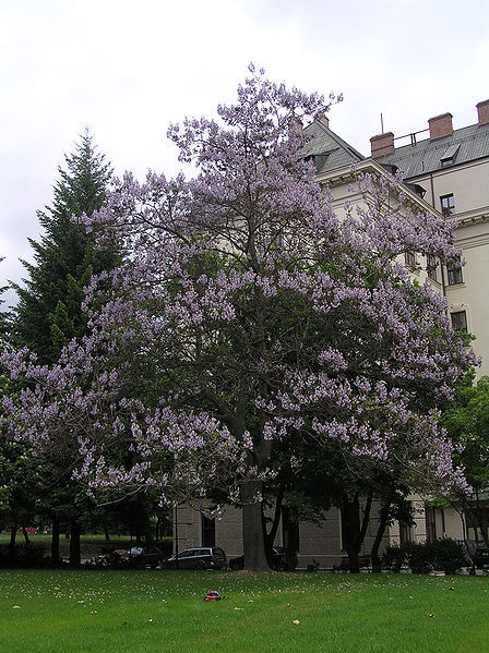 400 ROYAL PAULOWNIA EMPRESS TREE Tomentosa Flower Seeds Seeds *Flat S/H