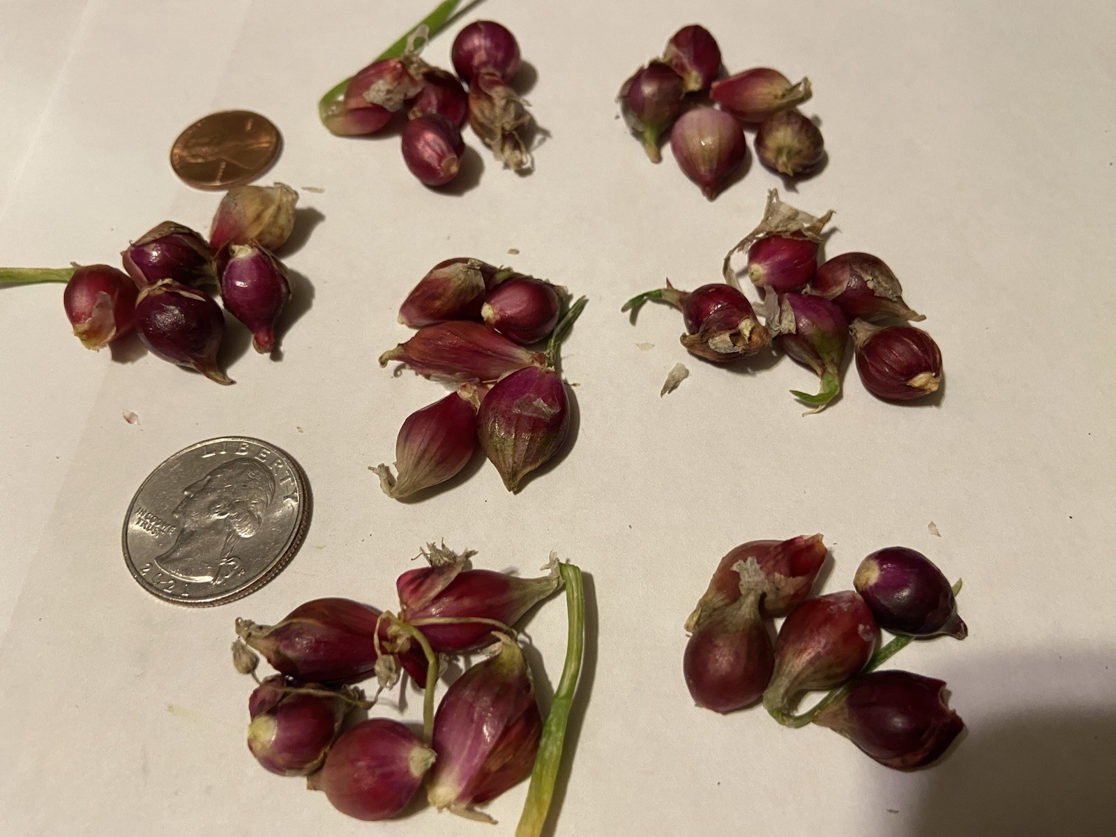 Egyptian Walking Onion Bulblets 30 Smaller Sz Lot Organic Heirloom 2026 Harvest