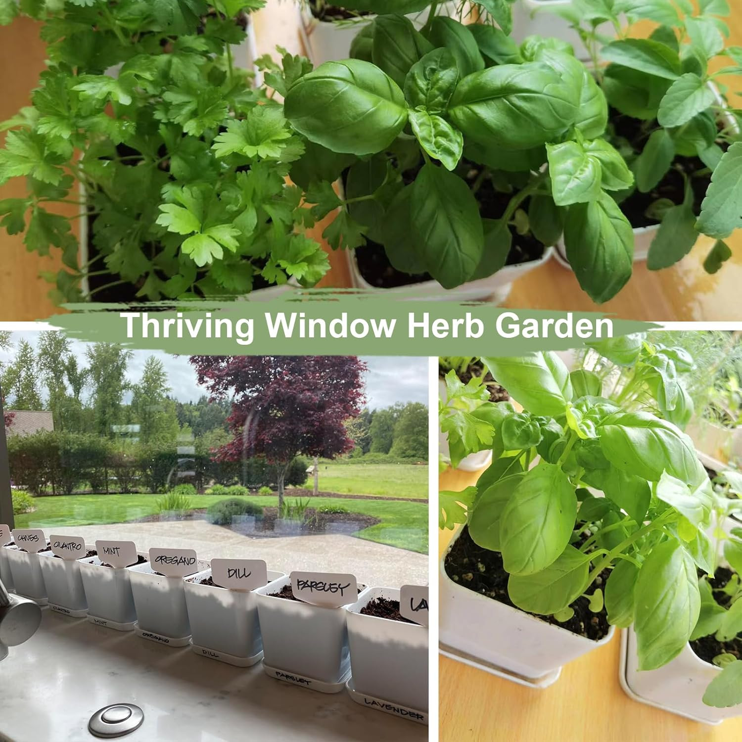 Indoor Herb Garden Kit – 10 Non-Gmo Herb Seeds with Soil, Pots & Moisture Meter