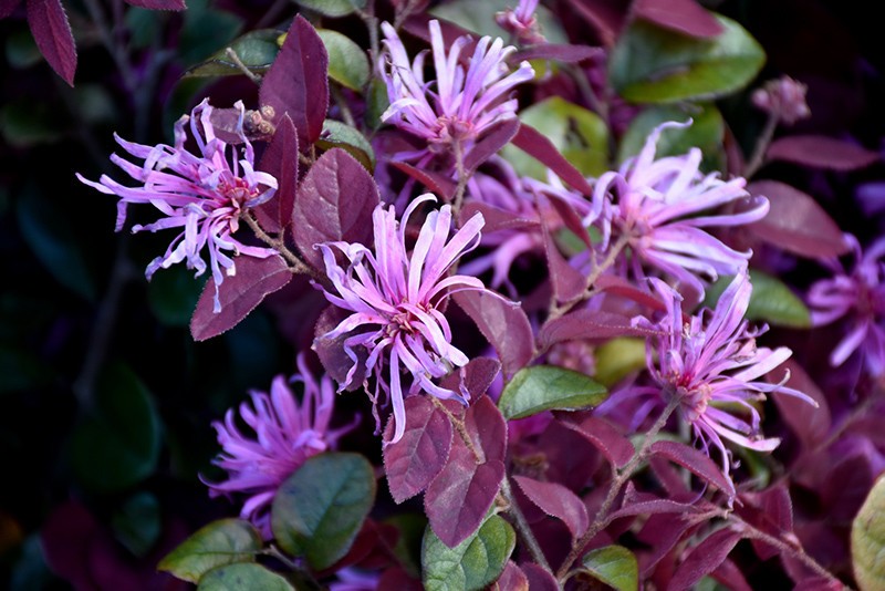 CHINESE FRINGE LOROPETALUM CHINENSE RUBY LIVE PLANT 12+ INCHES