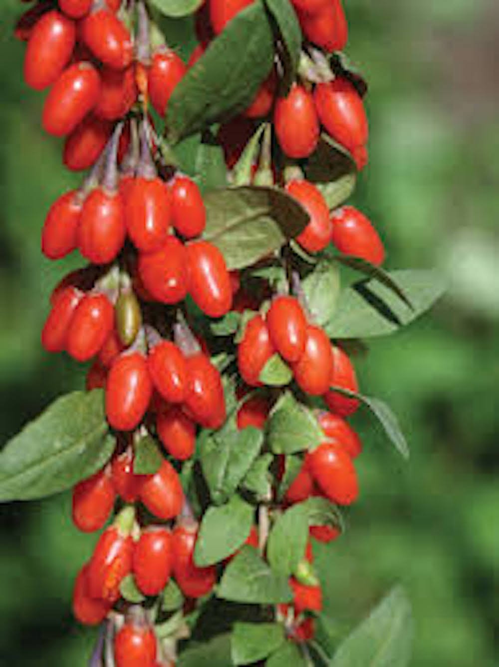 1 Goji Berry Starter Plug Lycium barbarum Fruit