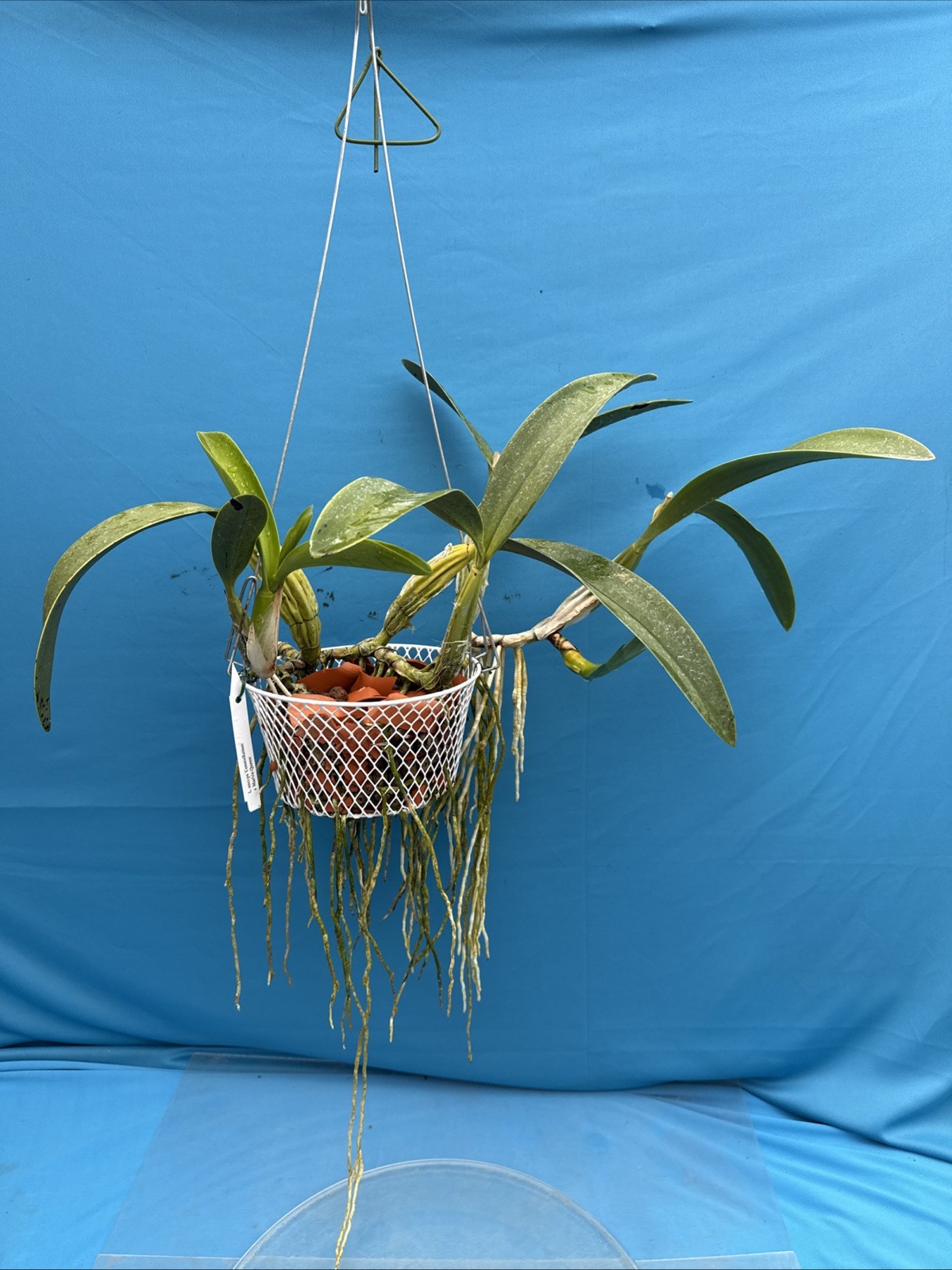 Laelia anceps ‘Constellation’ X ‘Marble Queen’ Orchid Eros SPIKING 9” Basket