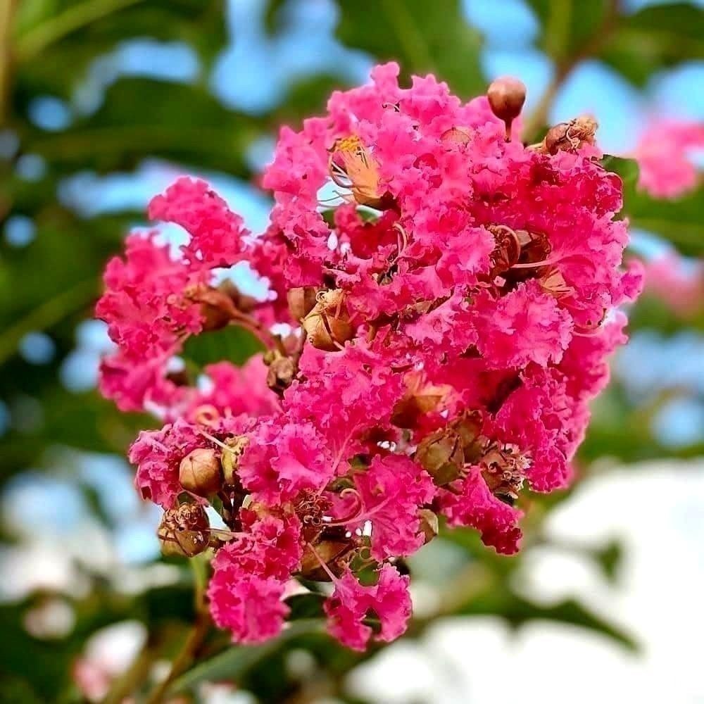 Crape Myrtle Tuscarora Plant | 1 Gallon | Lagerstroemia indica | Summer Blooms