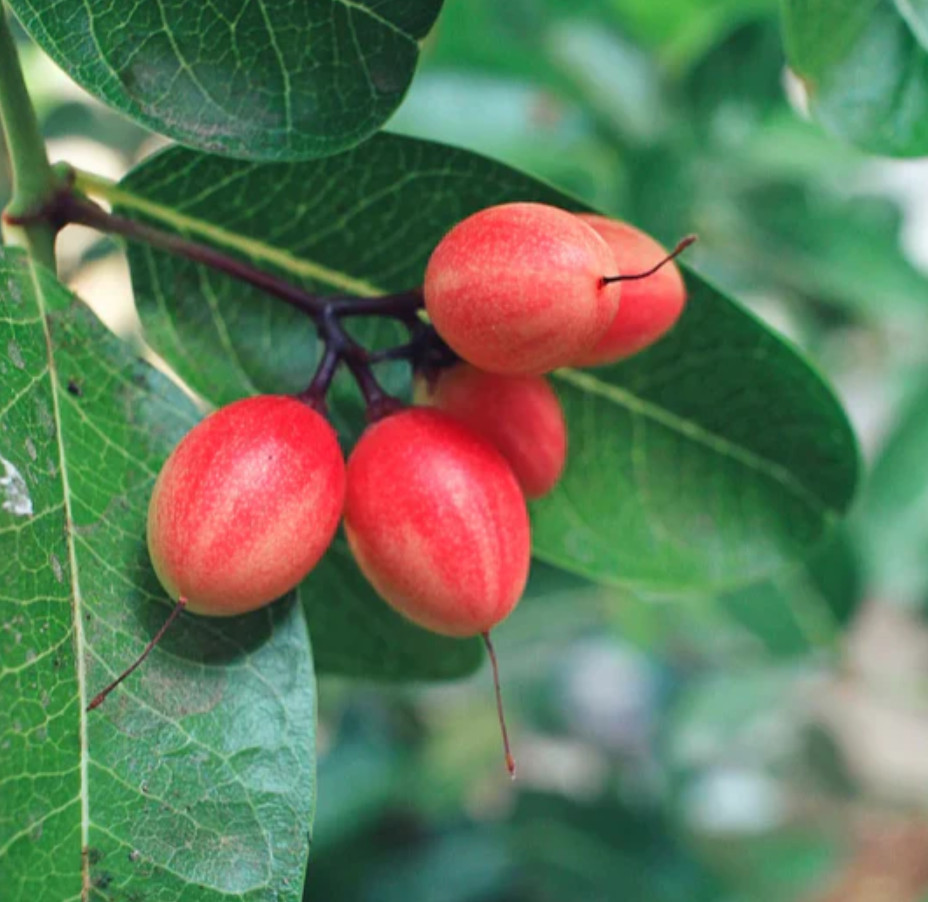 Live Miracle Fruit Plant – 1 Feet Tall – Live Fruit Tree in 3 Gallon Pot
