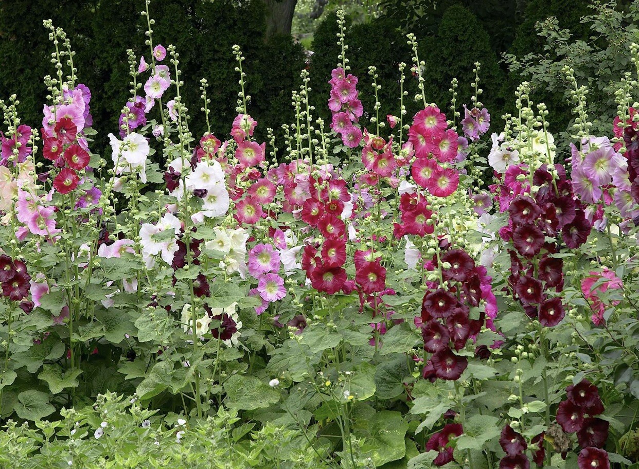 Hollyhock Seeds 100 Pieces Mixed Lot Red, Pink, Yellow, And More