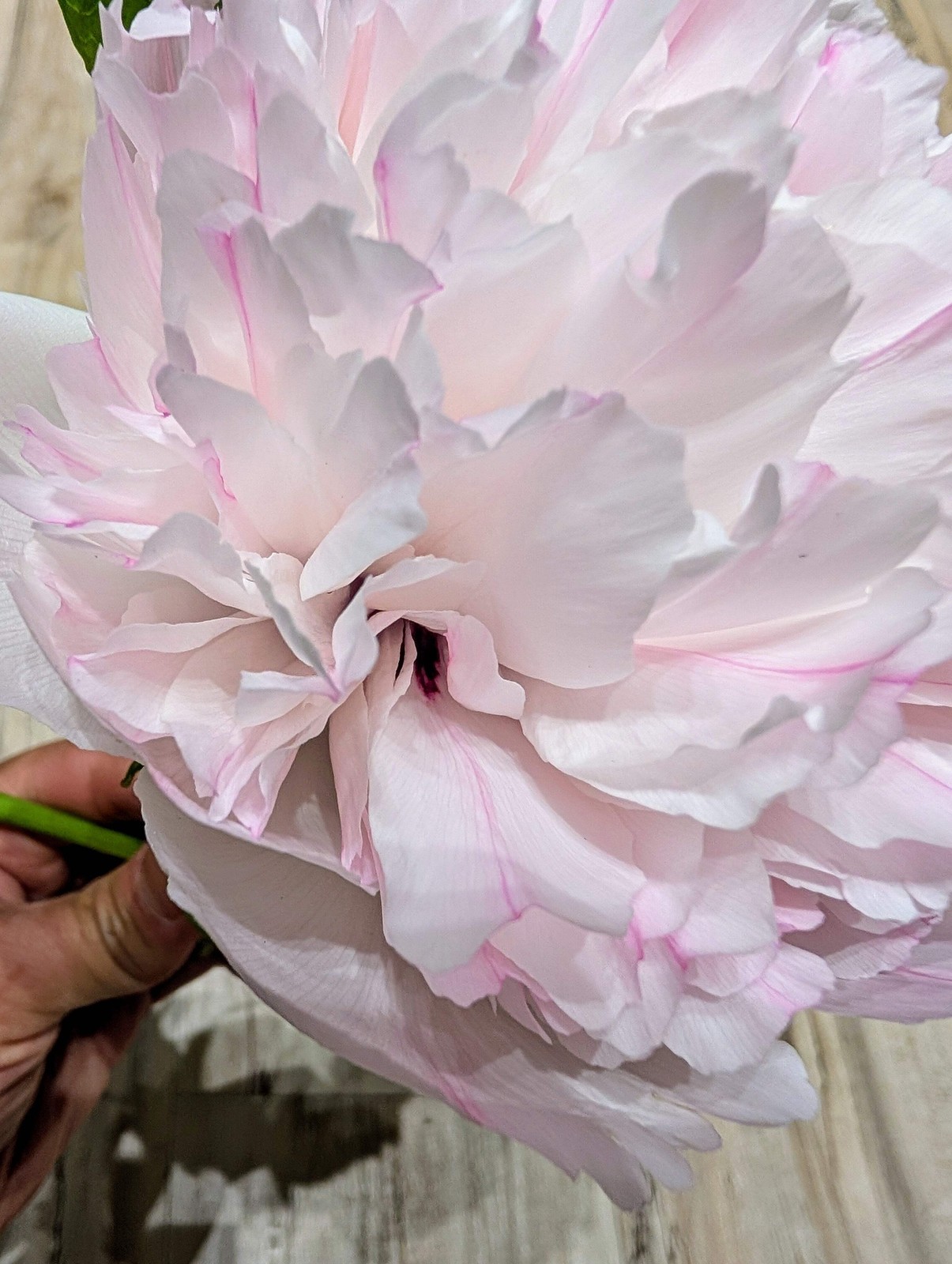 “Red thread girl” large flower tree peony Preorder for fall 2026