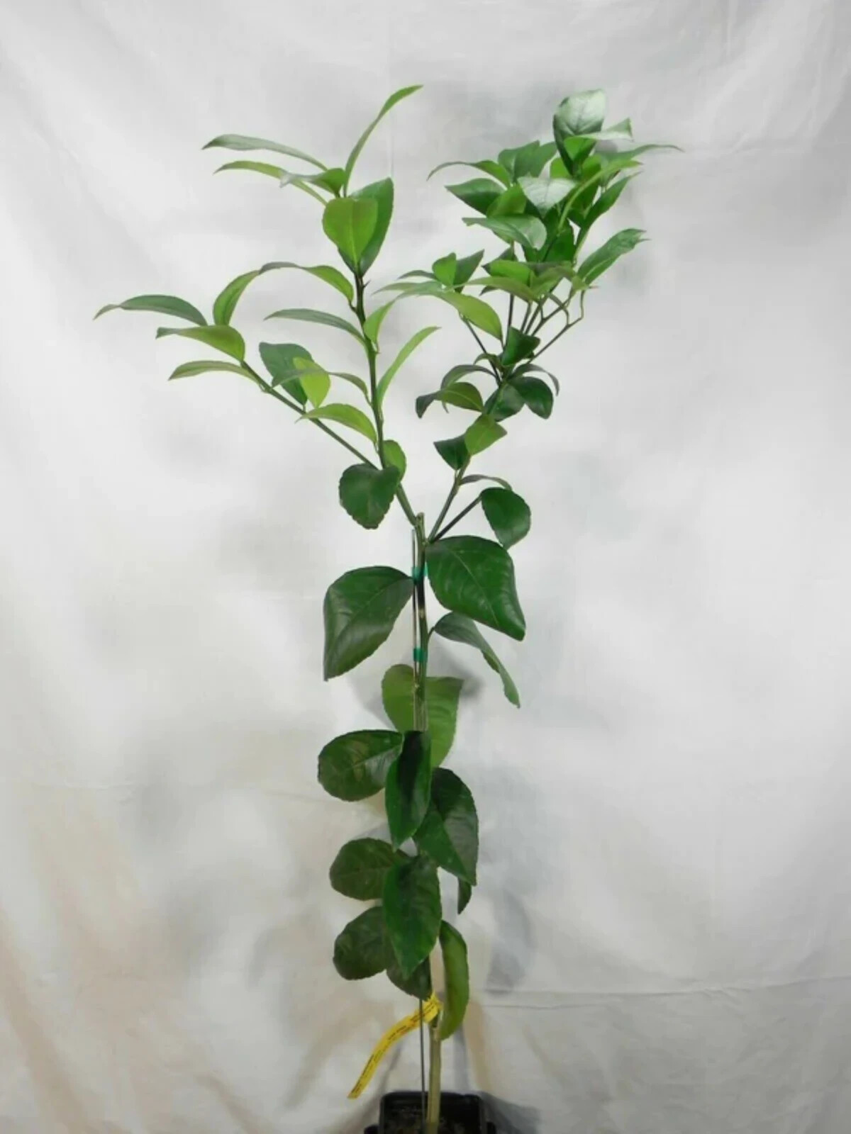 California only!! New Zealand Lemonade semi dwarf 24-36 inches tall, grafted
