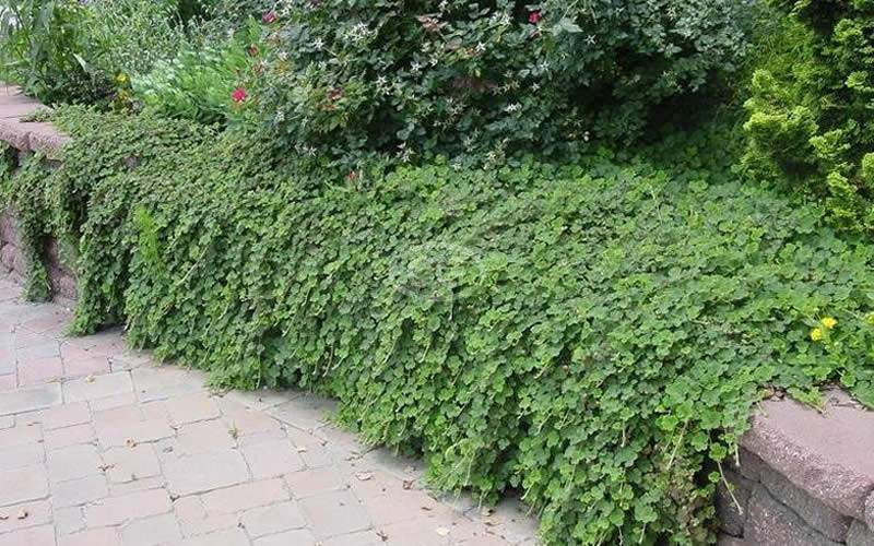 Creeping Raspberry Rubus 25 Plants in 3-1/2 inch Pots