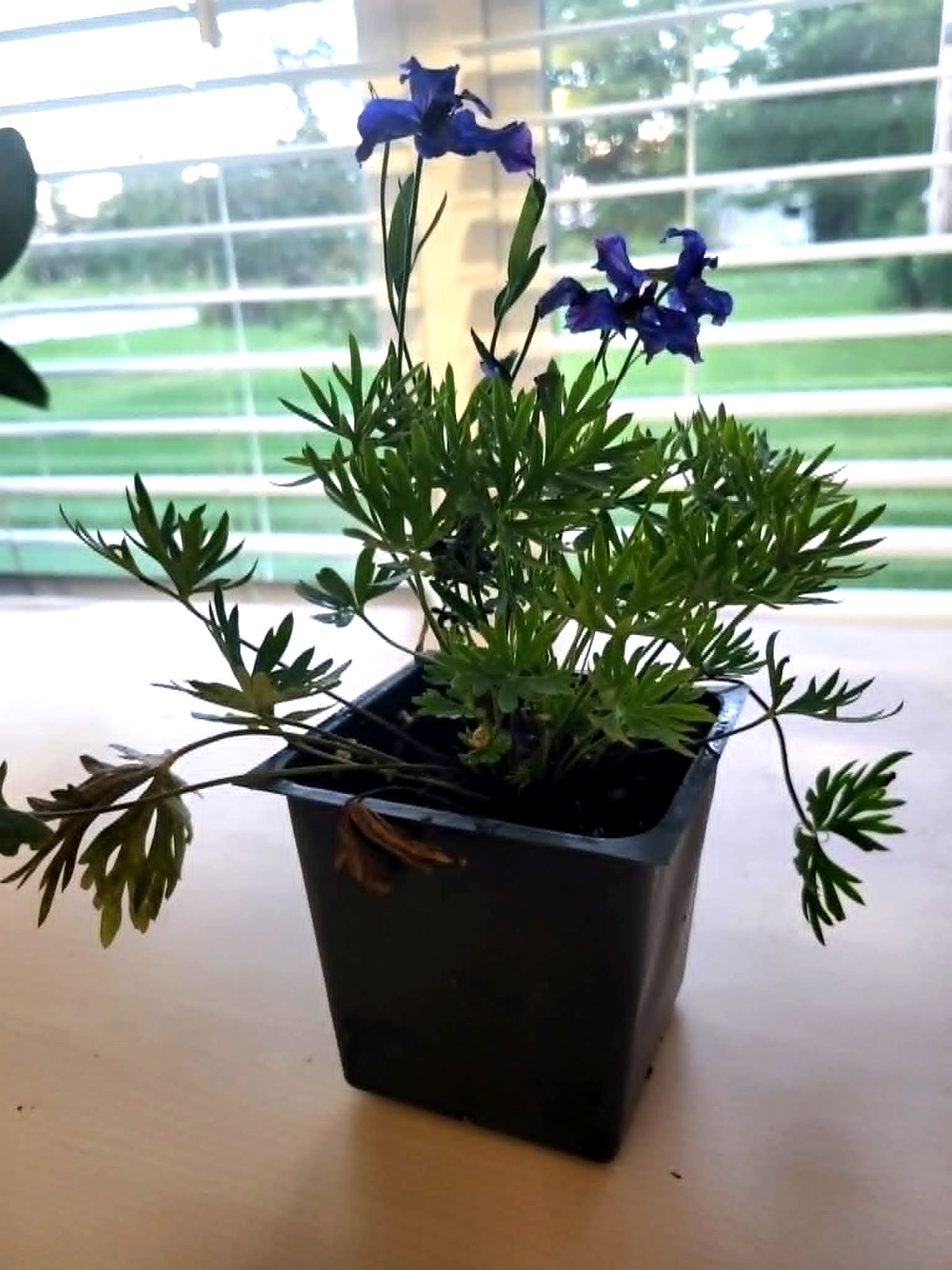 Blue Delphinium Grandiflorum “Blue Pygmy”, Live Plant 3 1/2 in Pot.