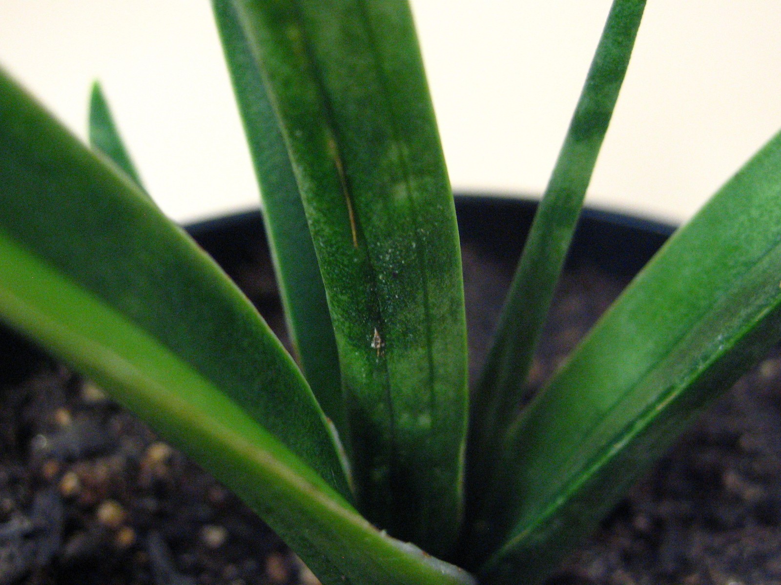 Sansevieria zeylanica (GC 81-37) —- Very Rare Succulent