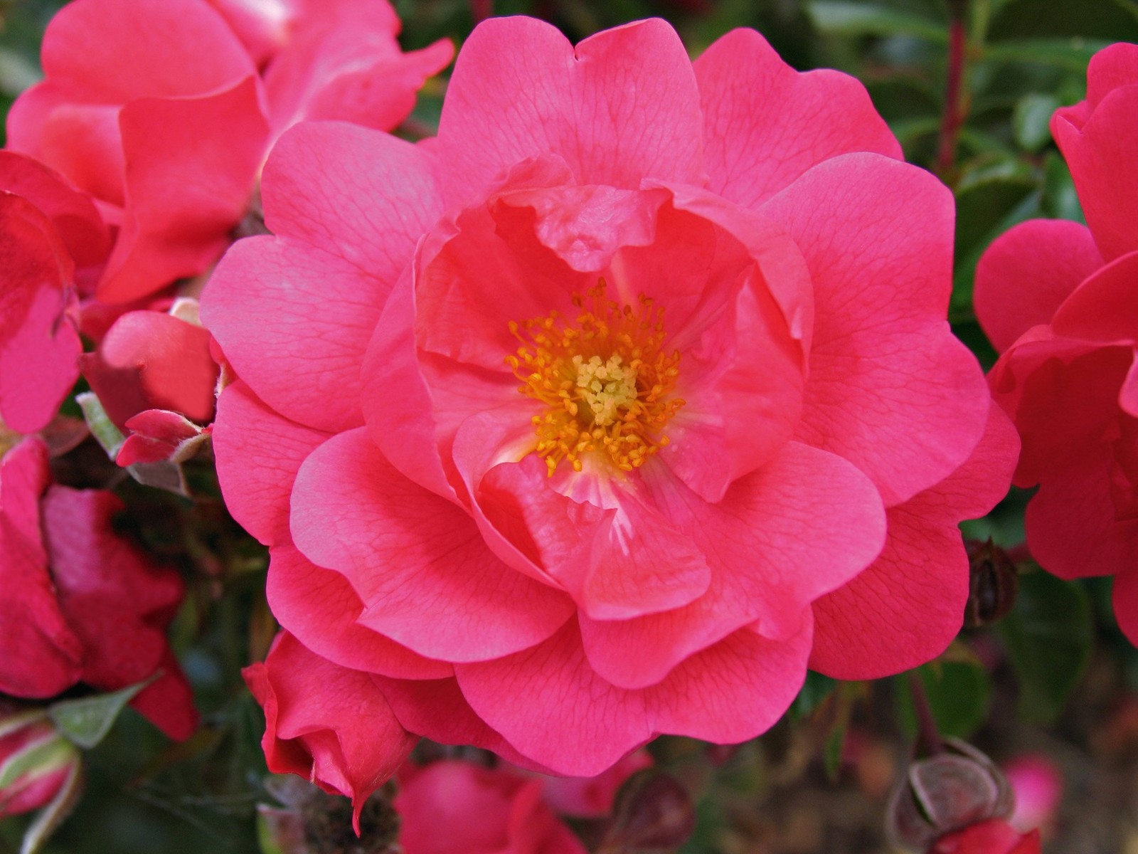 Live Plant From Green Promise Farms Flower Carpet Roses Rosa Flower Carpet Pink