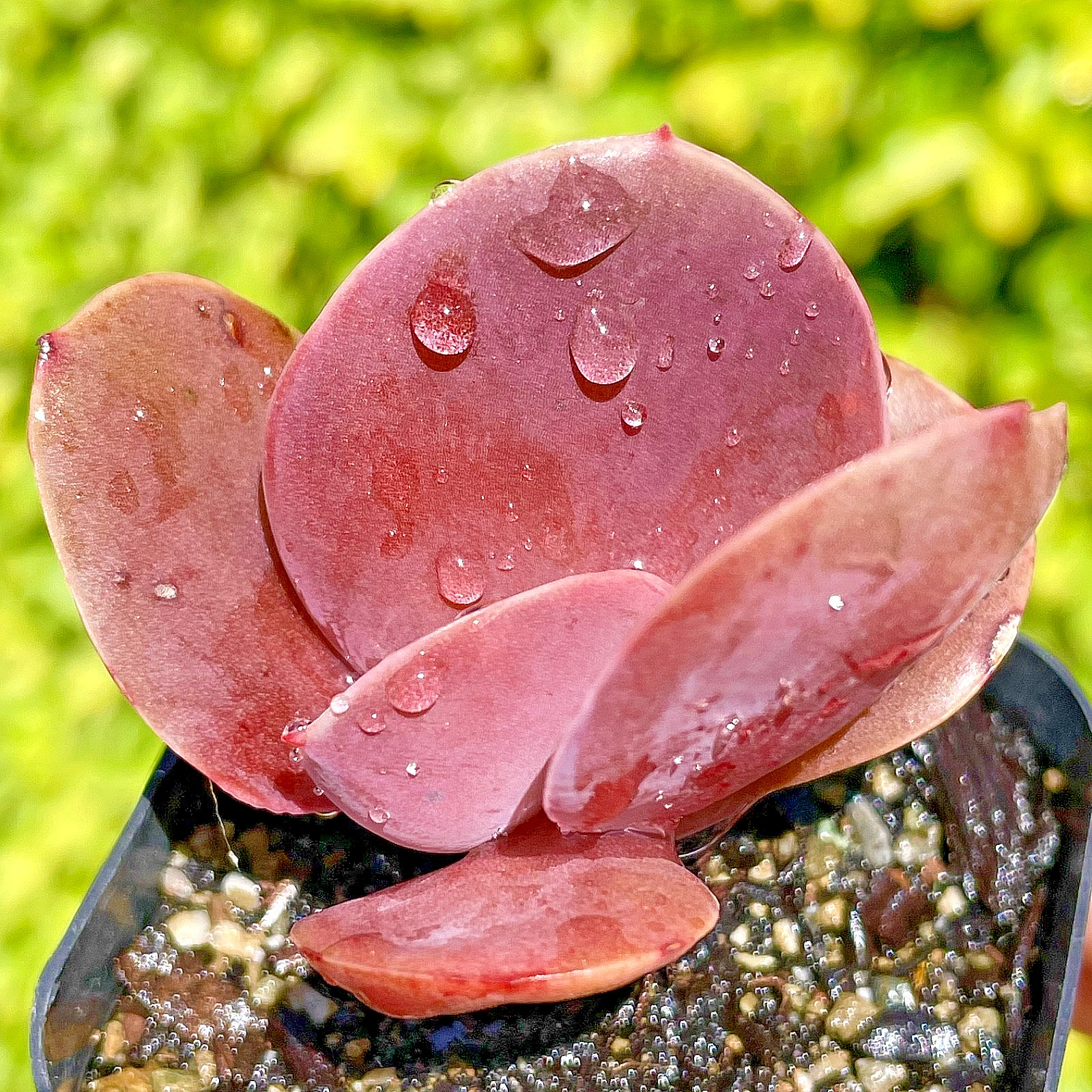 Rare Imported Burgundy Red Pink Paddle Succulent Rooted Live Plant 2.5-3″