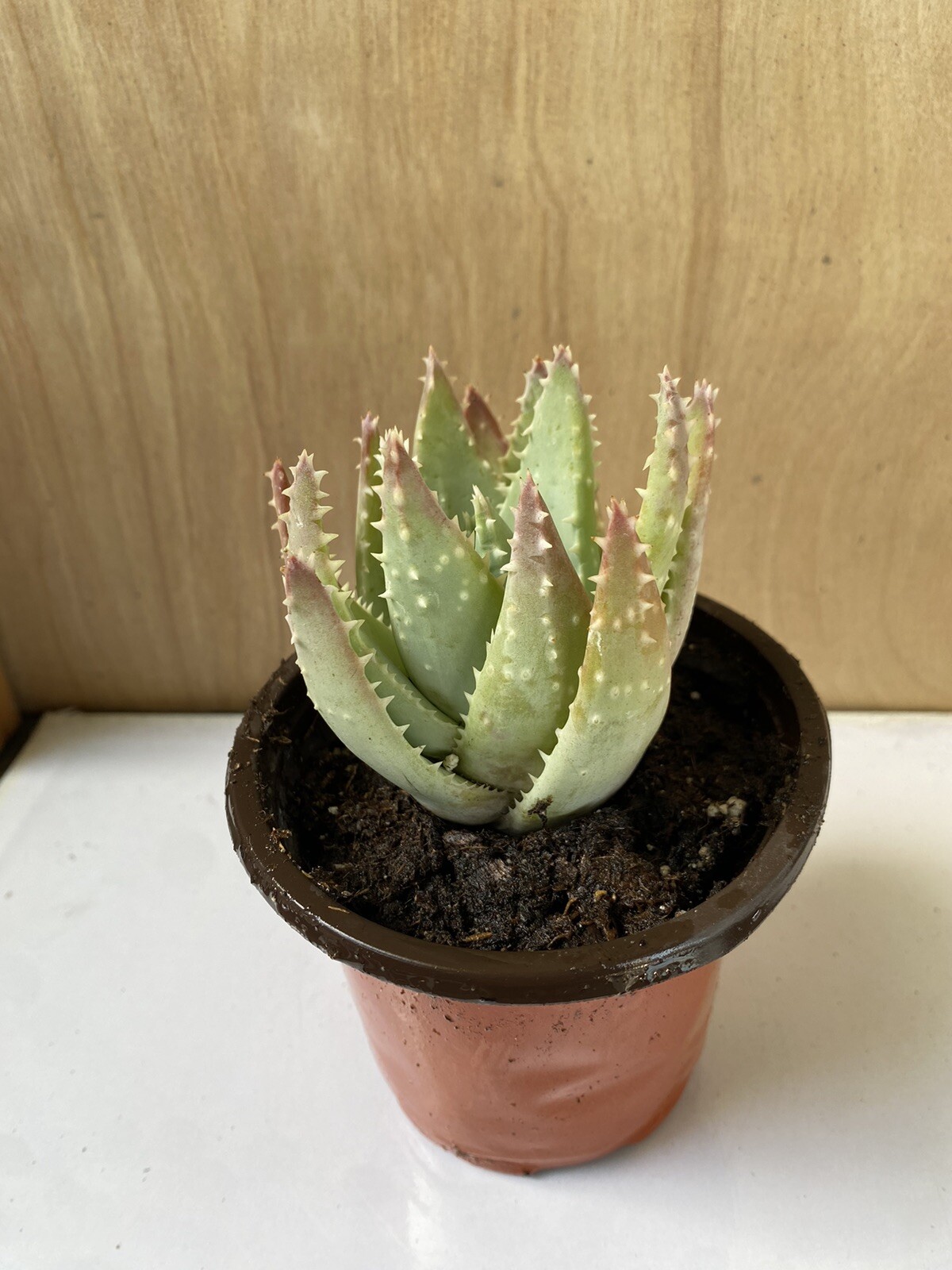 Aloe Brevifolia  Short-Leaved “Crocodile Aloe” Free Shipping