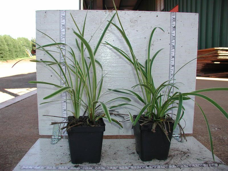 Liriope muscari ‘Royal Purple’ 60 Plants in 3-1/2 in Pots