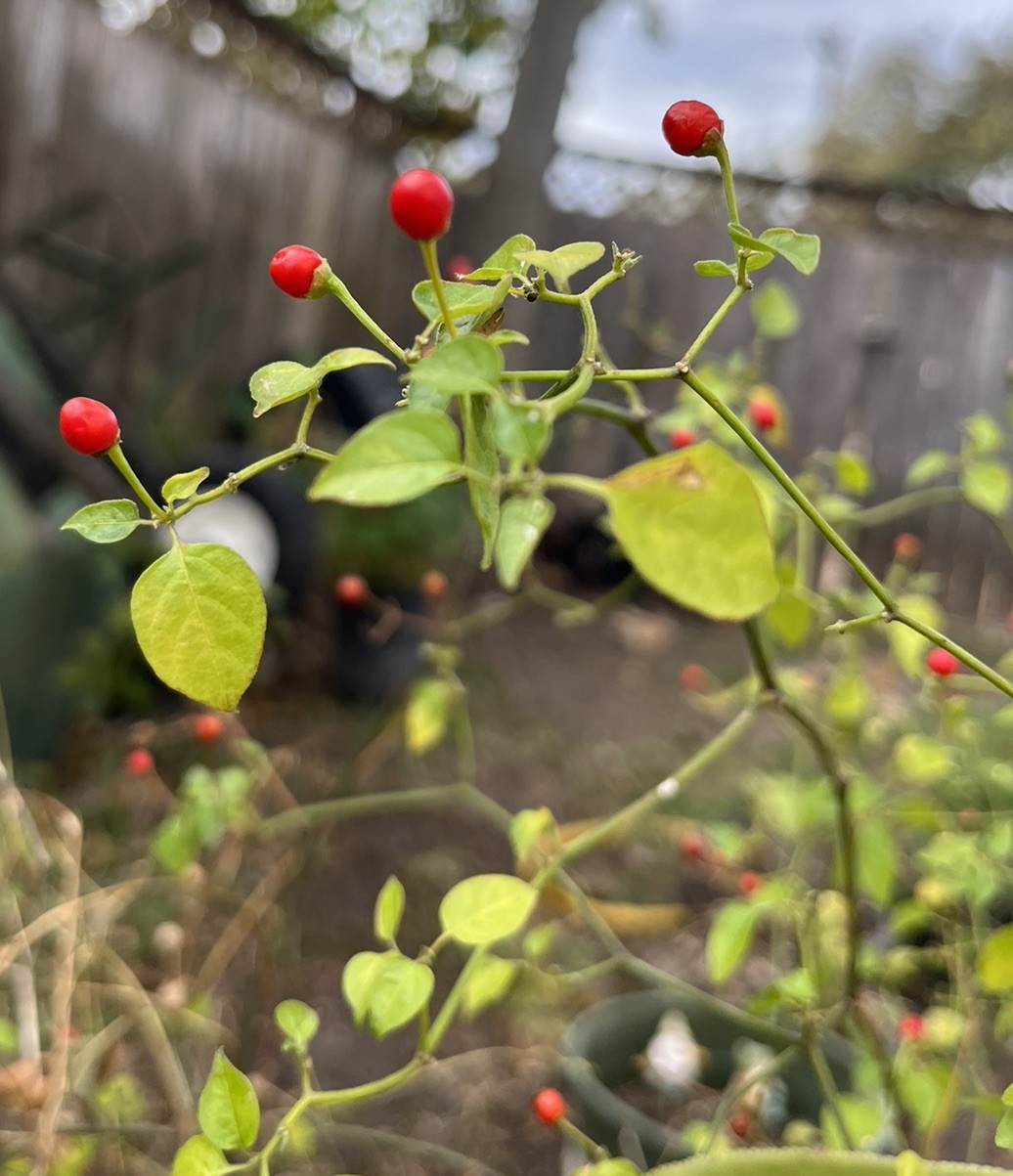 (80 SEEDS) PREMIUM CHILE PEQUIN BIRD EYE HOT PEPPER SEEDS FREE SHIPPING