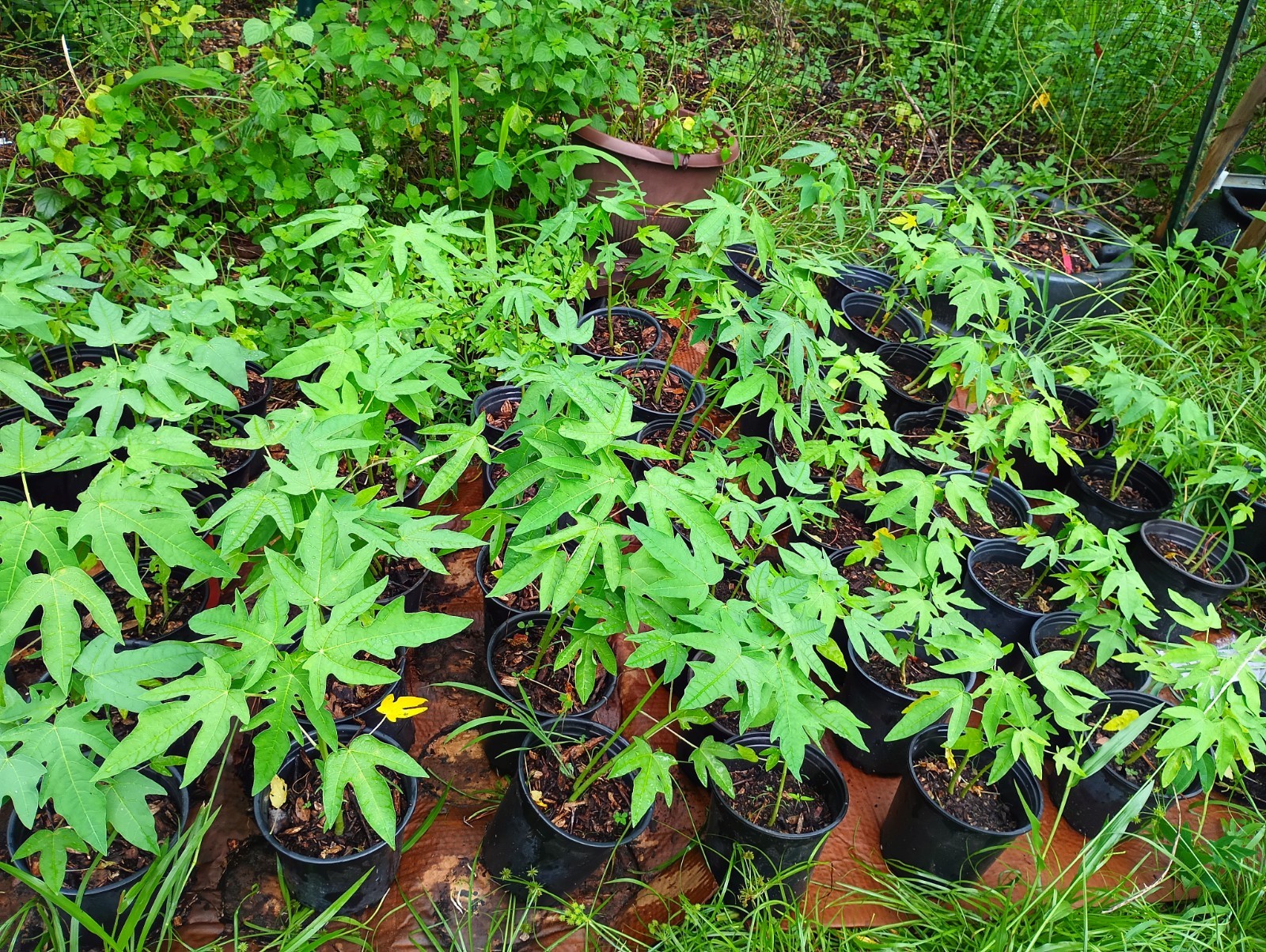 Red Lady Dwarf Papaya Plants 10-18″ Tall BUY 1 GET 1 FREE Organically Grown
