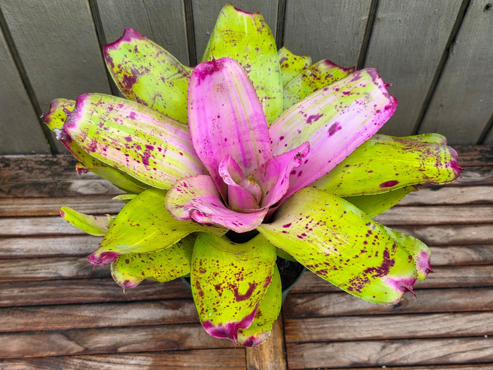 Neoregelia ‘Sibella’ rare bromeliad 6”pot