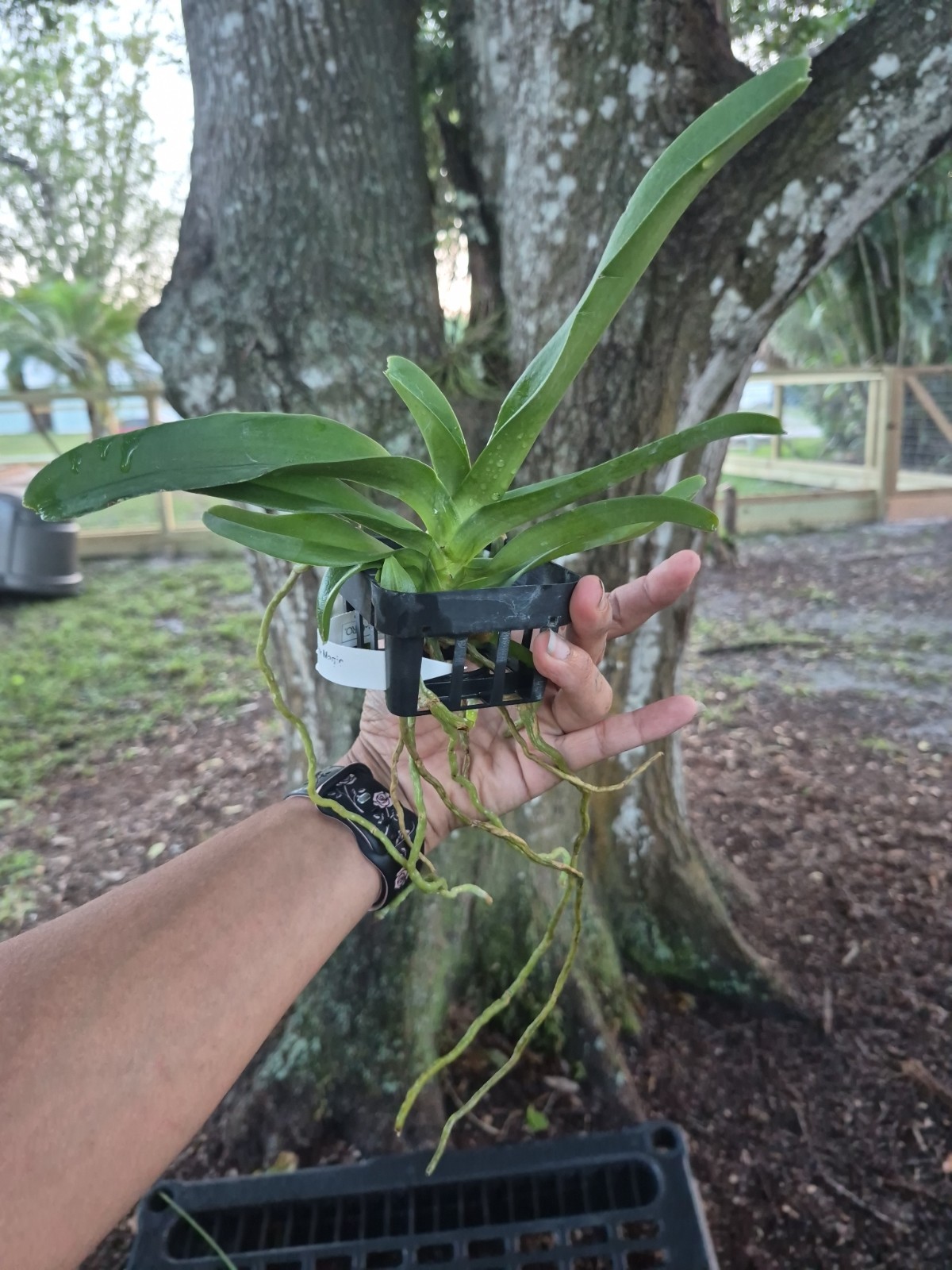 Vandachostylis Crownfox Magic Vanda Orchid Plant