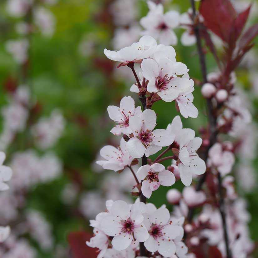 1 Purpleleaf Sand Cherry 12-24″ Shrub Bare Root Starter Plant – Prunus x cistena