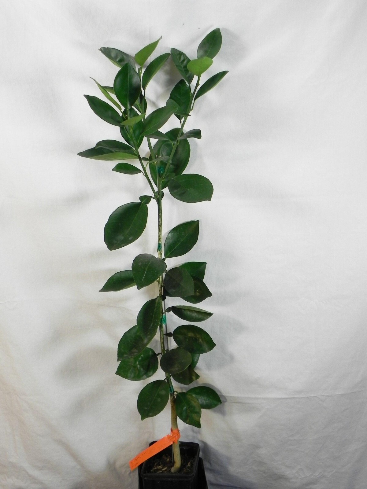 Florida only! Moro Blood Orange 26-30″ tall Grafted dwarf plant