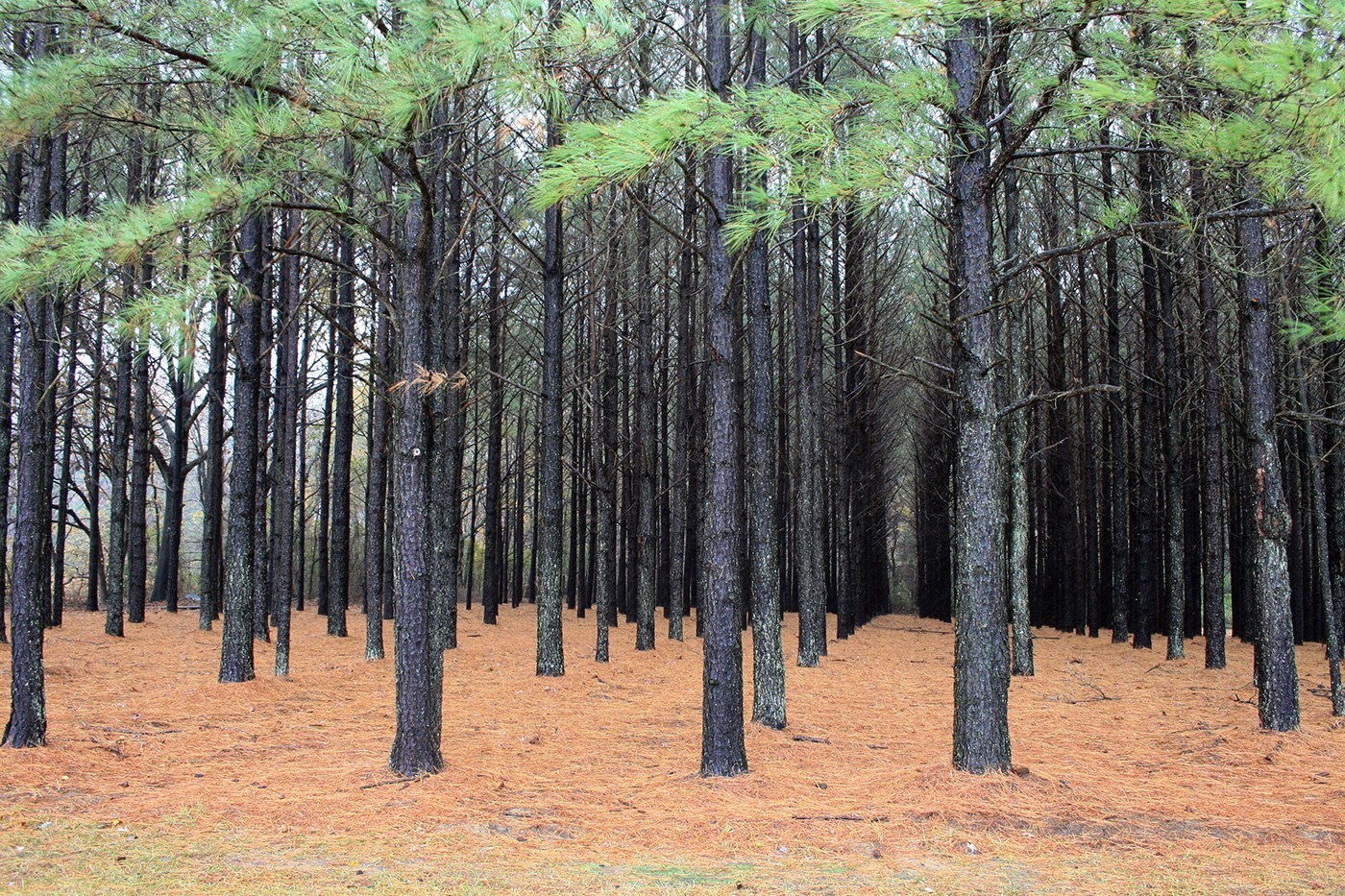 Loblolly Pine Tree | Premium Seeds | Pinus taeda | Plants’®