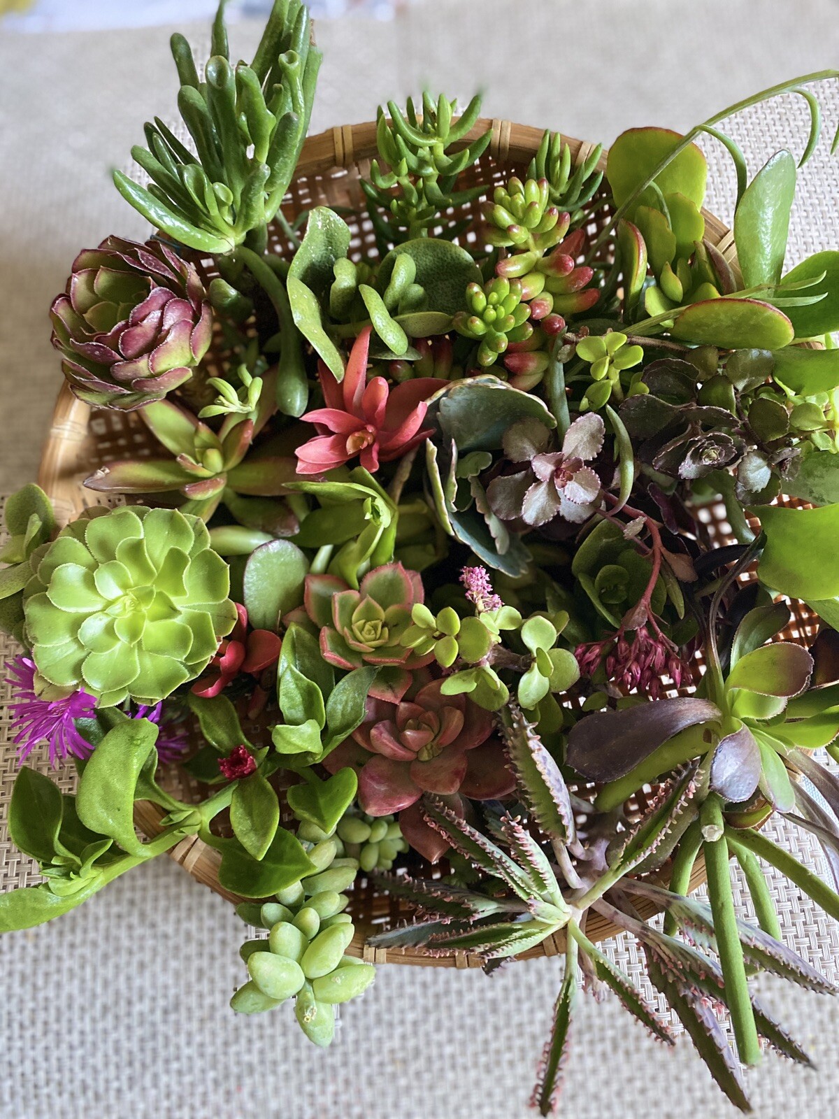 20 Assorted Organic Succulent Cuttings, Plus 2 free cuttings, $17.99