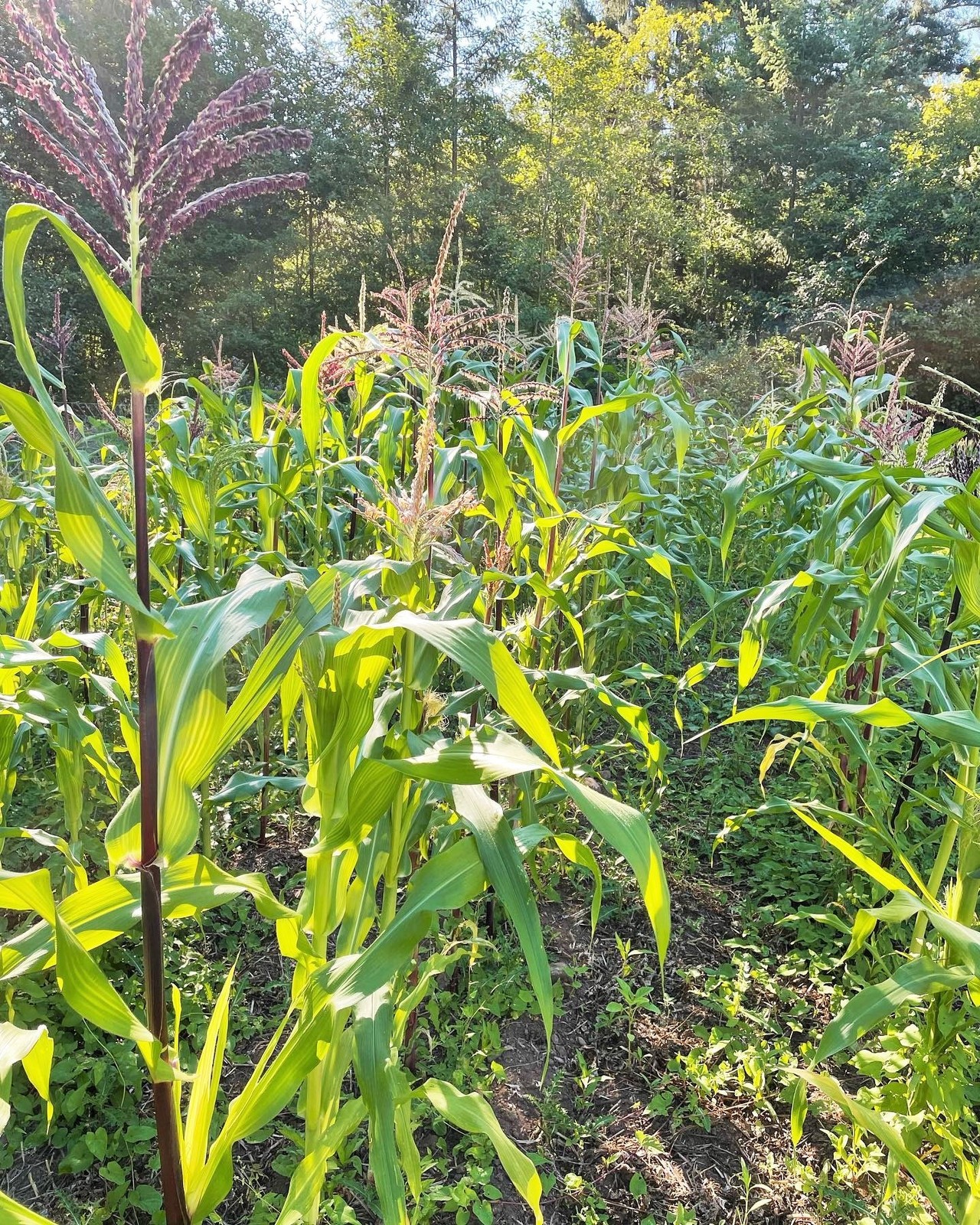 Painted Mountain Ornamental Corn Seeds (Organic) | Rainbow Indian Dent Seed 2024