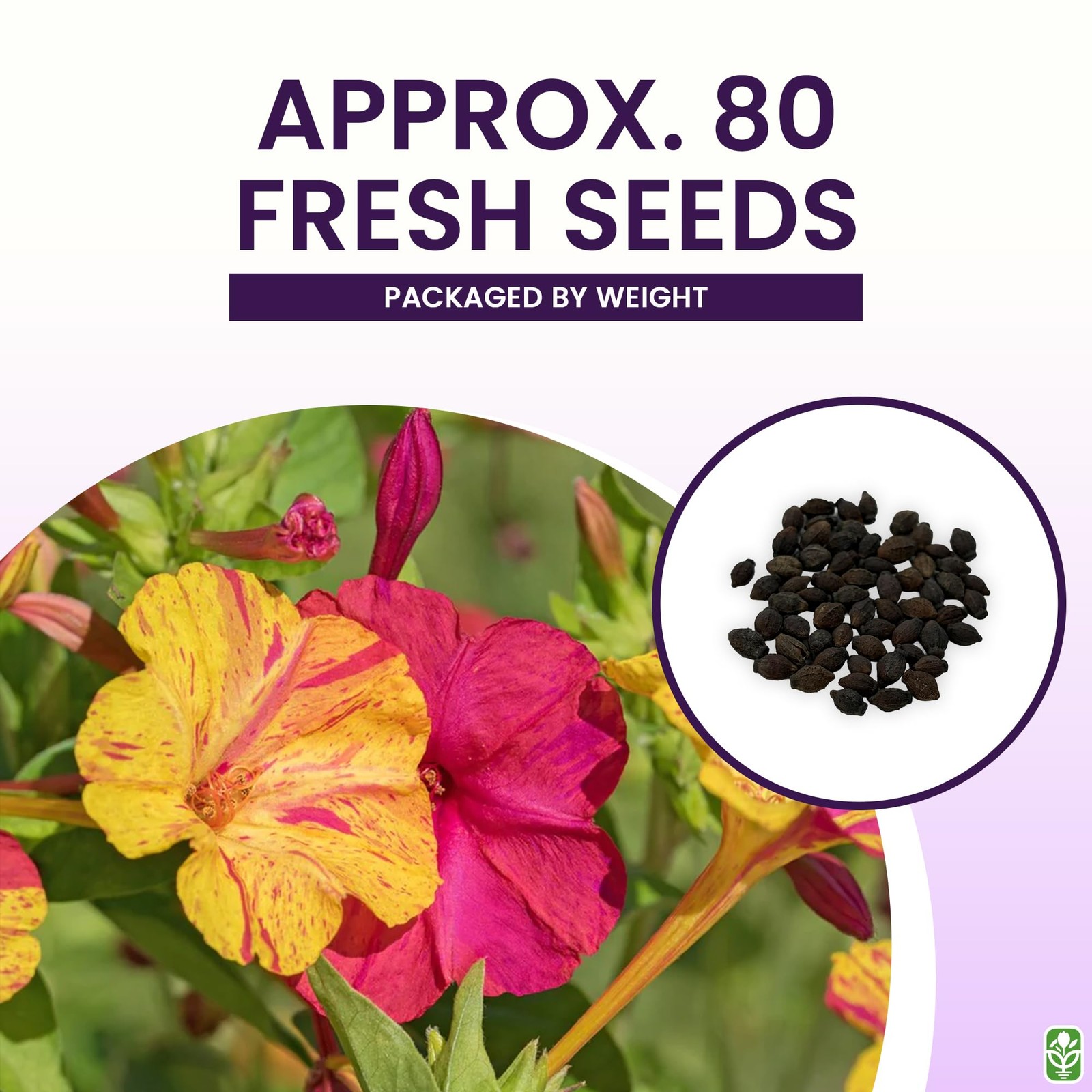 80 Broken Colors Four O’Clock Seeds – Tender Perennial That Reseeds Easily