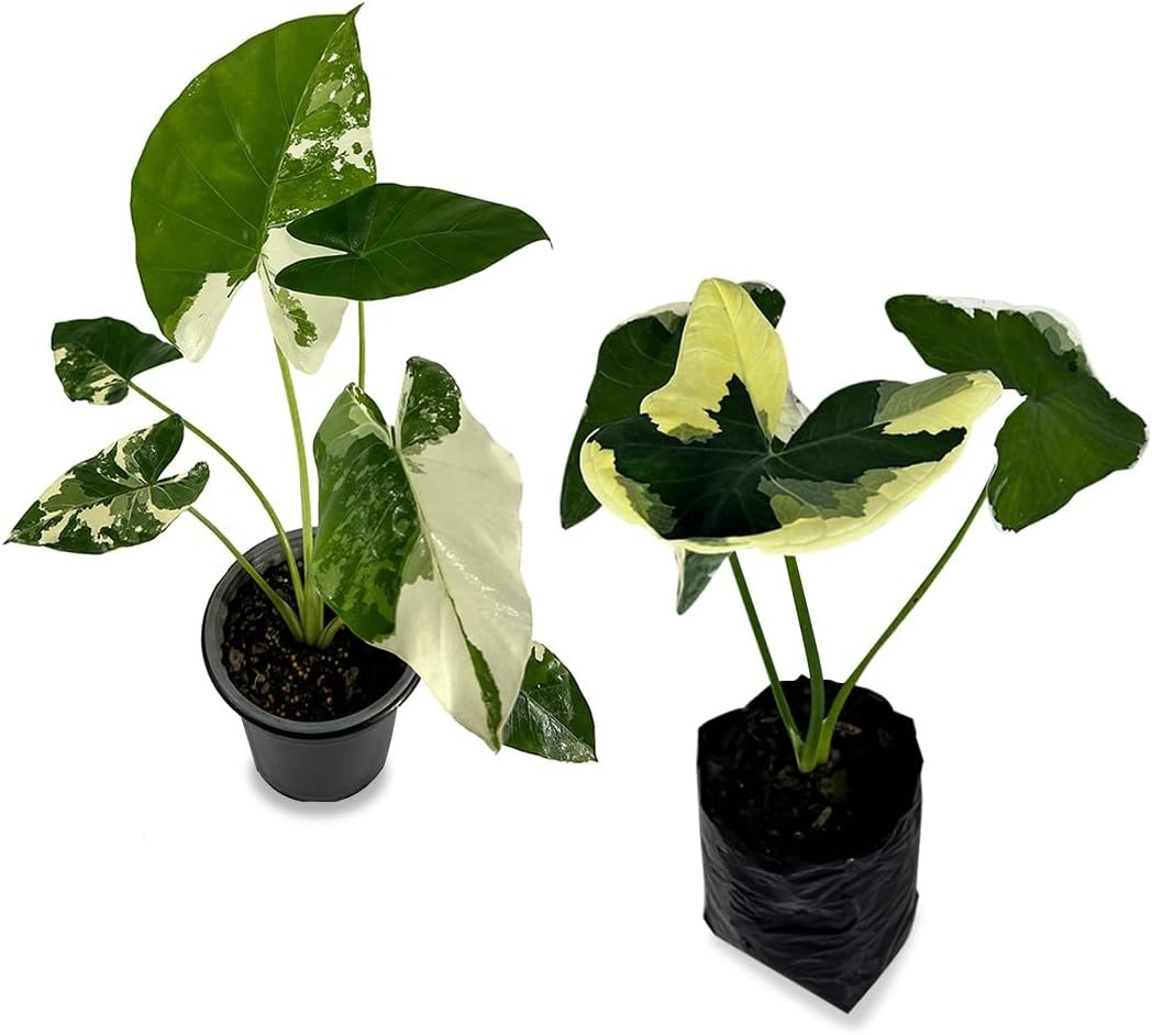 Alocasia Variegated Mickey Mouse (pack of 2 Heartshape Live Indoor House Plant