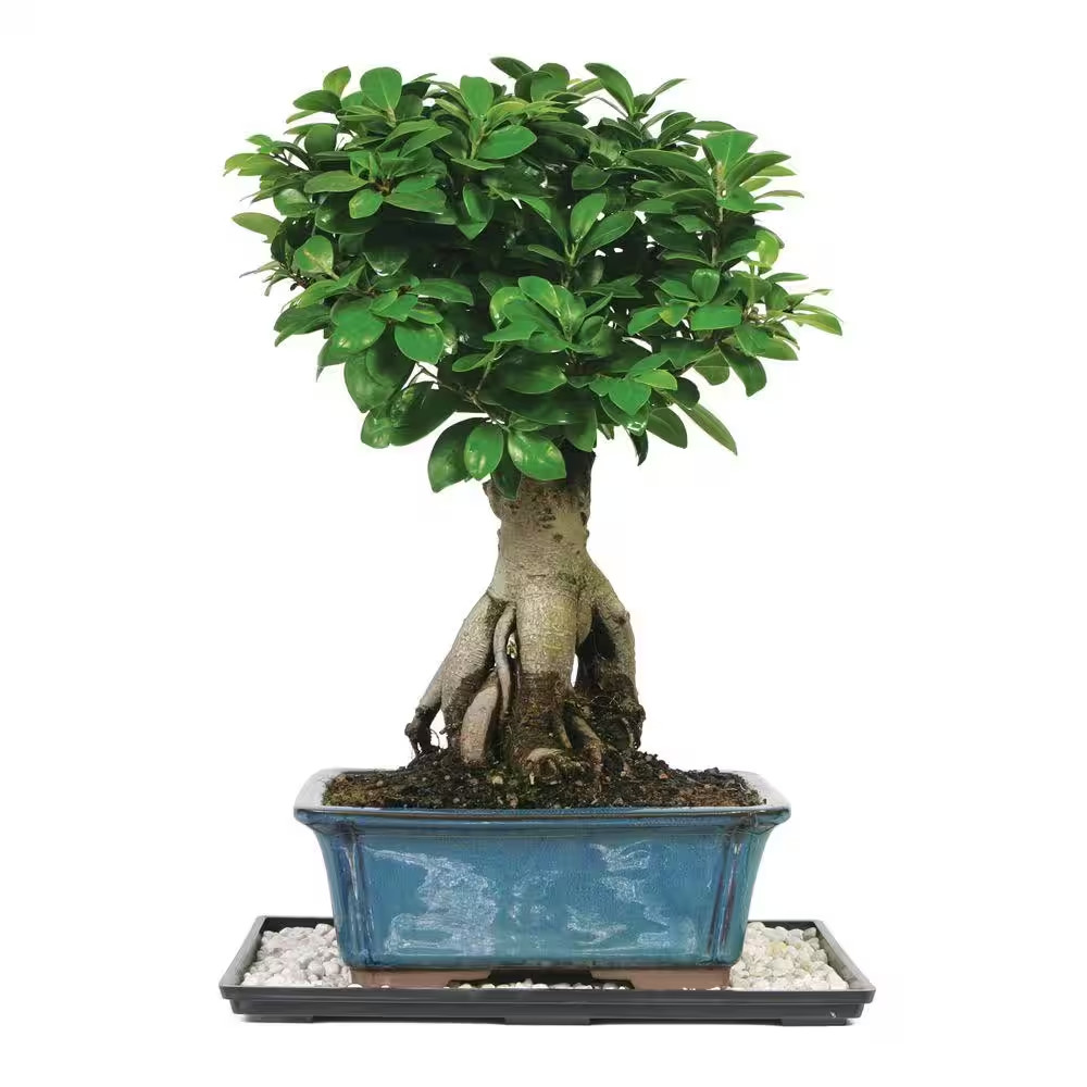Ginseng Grafted Ficus Bonsai Tree Indoor Plant in Ceramic Bonsai Pot Container