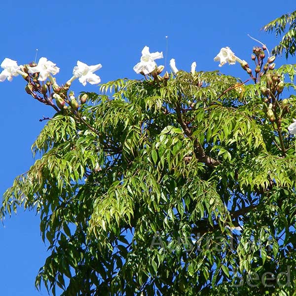 China Doll Plant Radermachera Sinica Seeds Free Shipping!