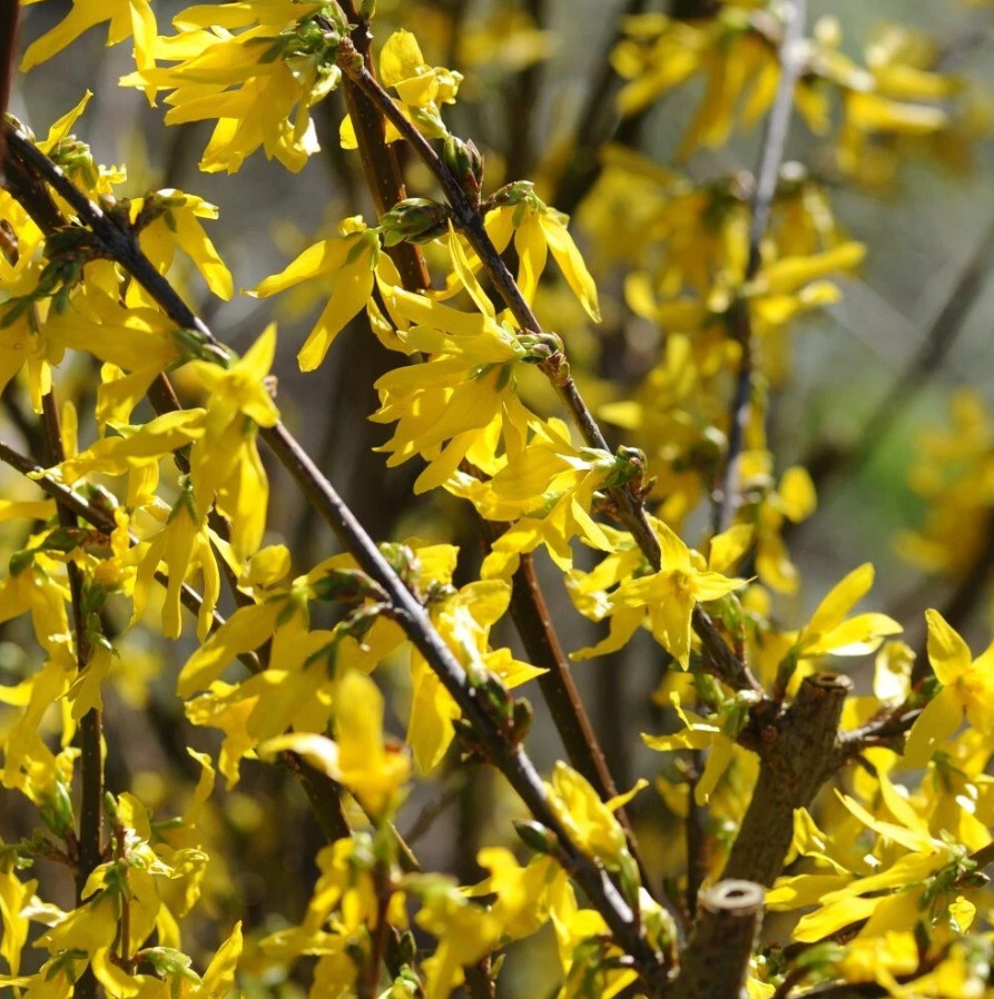 Live Forsythia Shrub – 2–3 Ft Tall – 1 Gallon Pot – Hardy Yellow Flowering Shrub
