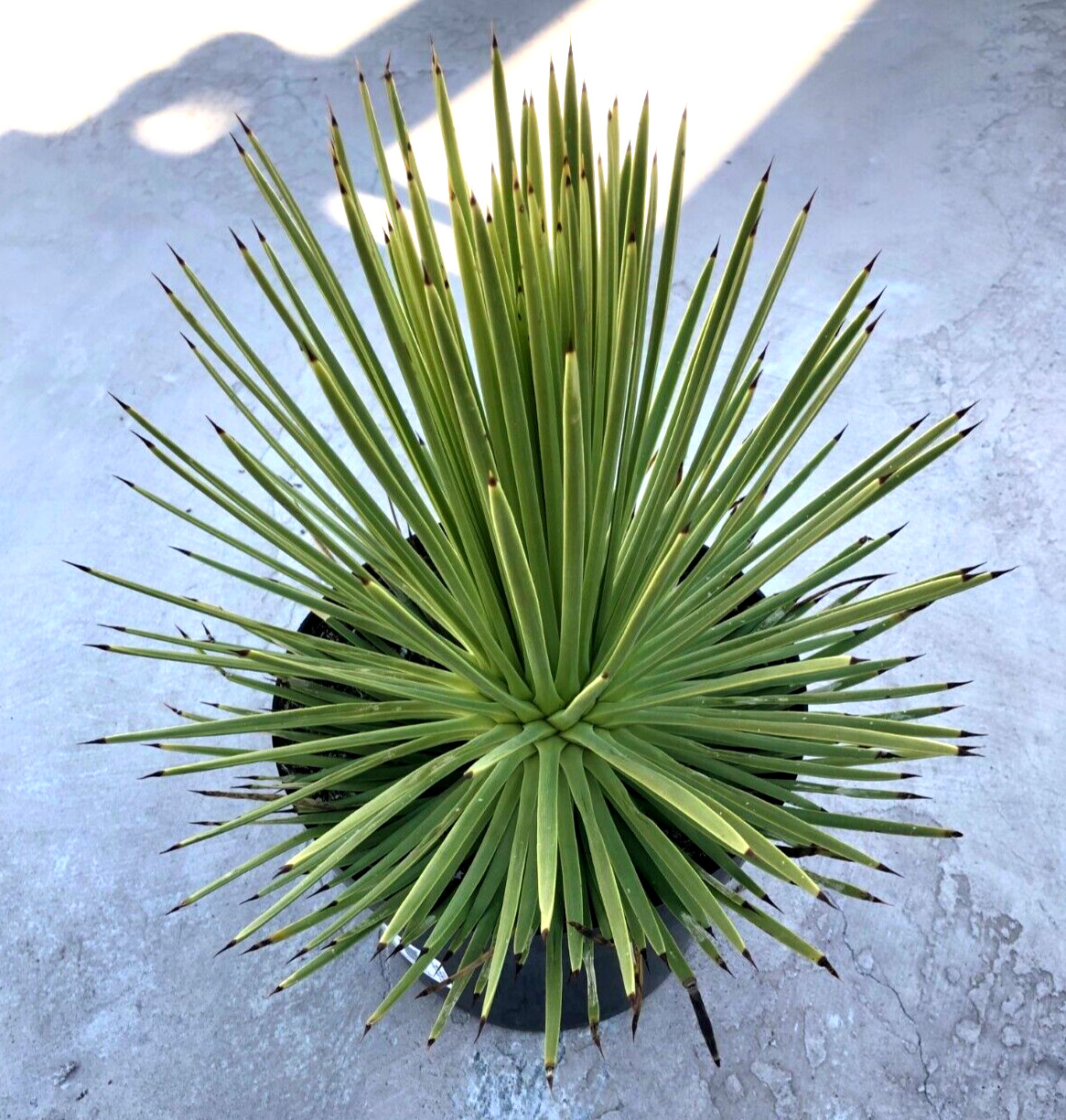 Agave Stricta ‘Hedgehog Agave’, Currently in a 9″ container