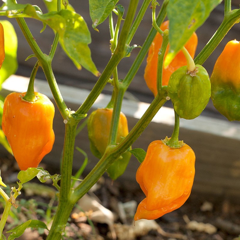 Habanero Pepper Seeds, SUPER HOT PEPPER!, NON-GMO, Variety Sizes, FREE SHIPPING