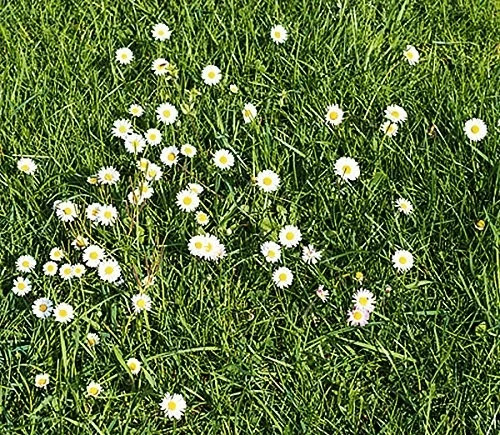 White English Lawn Daisy Mix, Lawns and Borders – 1000 Seeds – Bellis