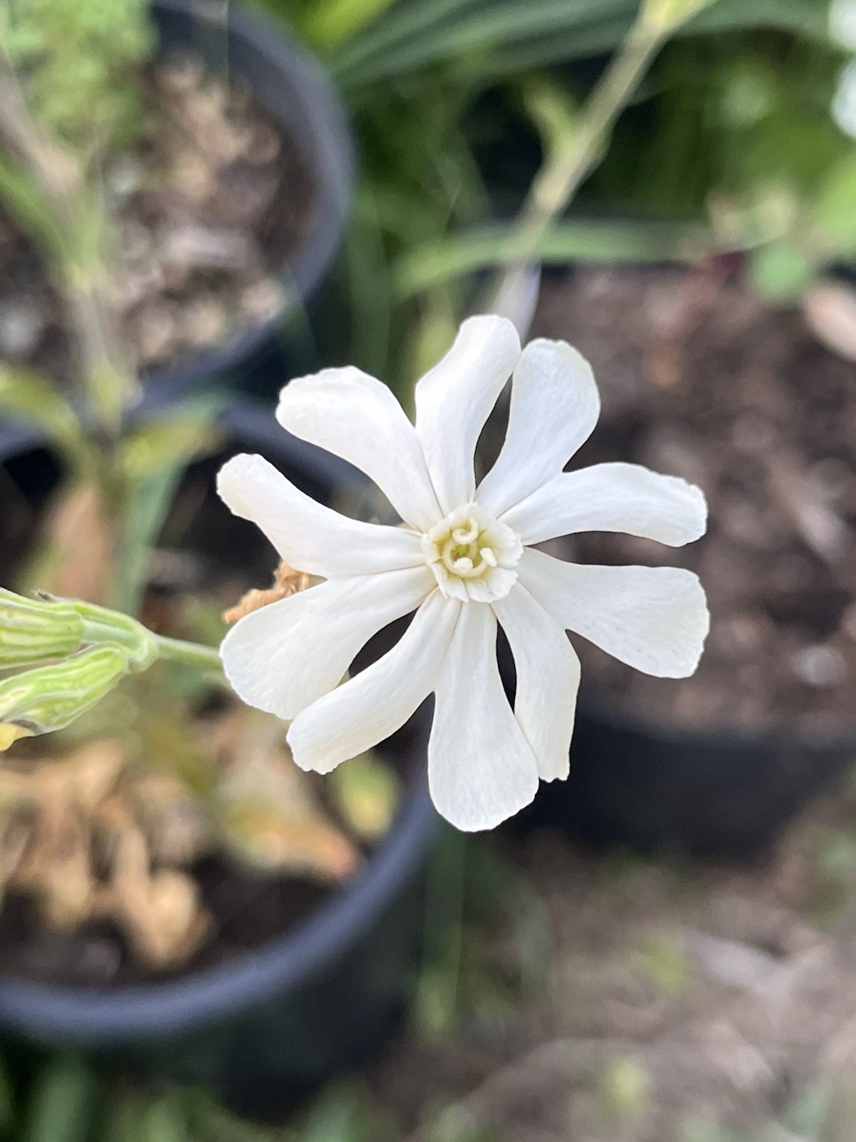 Garden Start Seed Variety Packs (PNW Native, Rare Exotic)