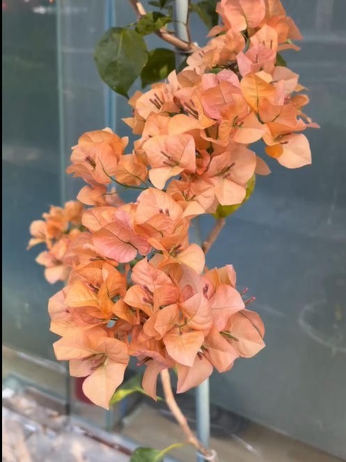 Bougainvillea ‘Mona Lisa Tea’ Live Plant 2 Gal Vine Easy Care tea beige nude