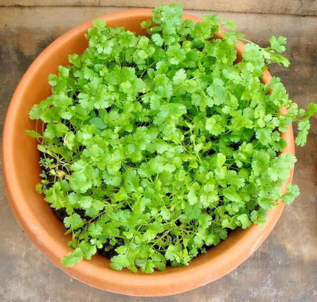 61+CILANTRO Seeds Coriander Salsa Tex Mex Kitchen Summer Garden Container Herb