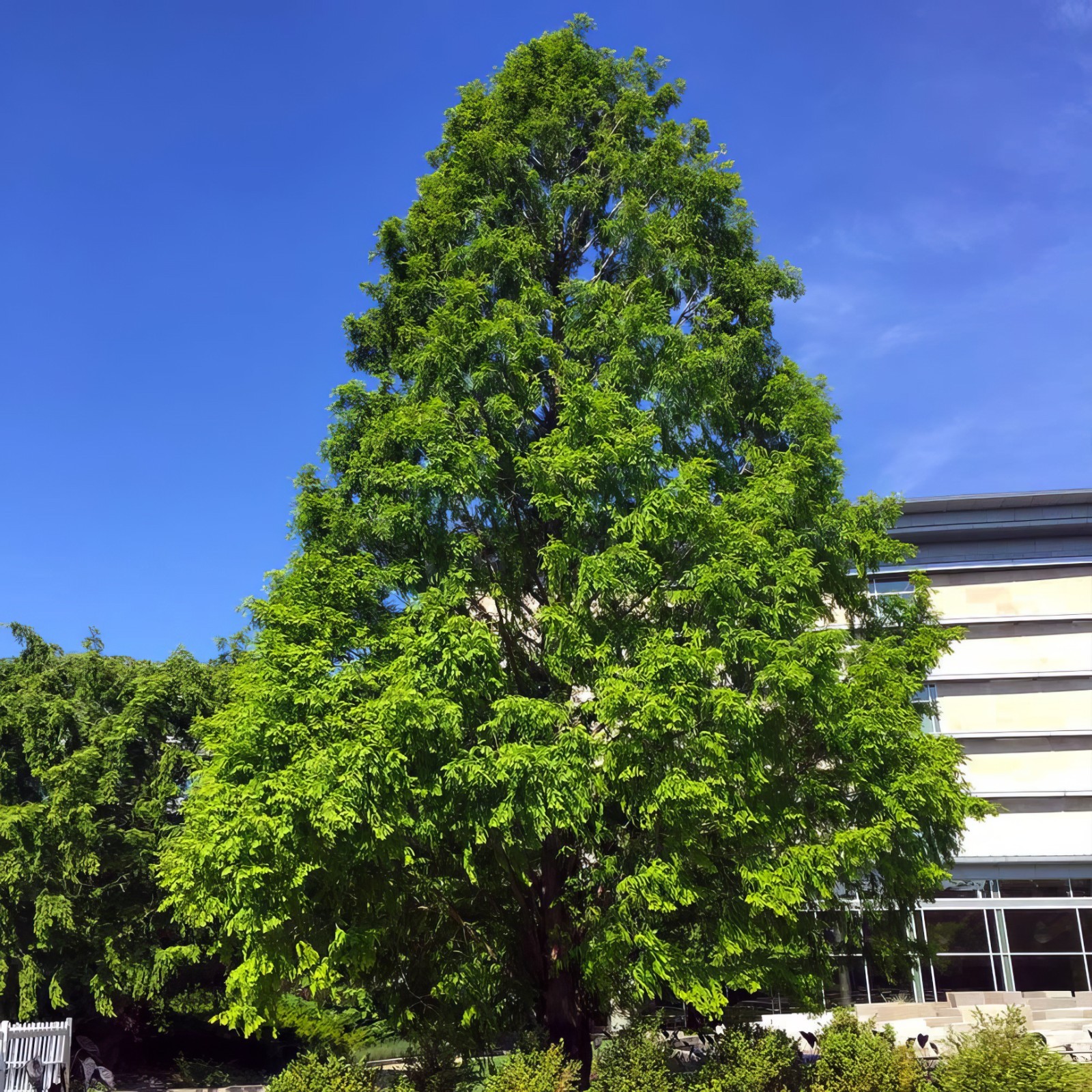 Dawn Redwood Tree Seeds (Metasequoia glyptostroboides) Fast Hardy Bonsai Plant